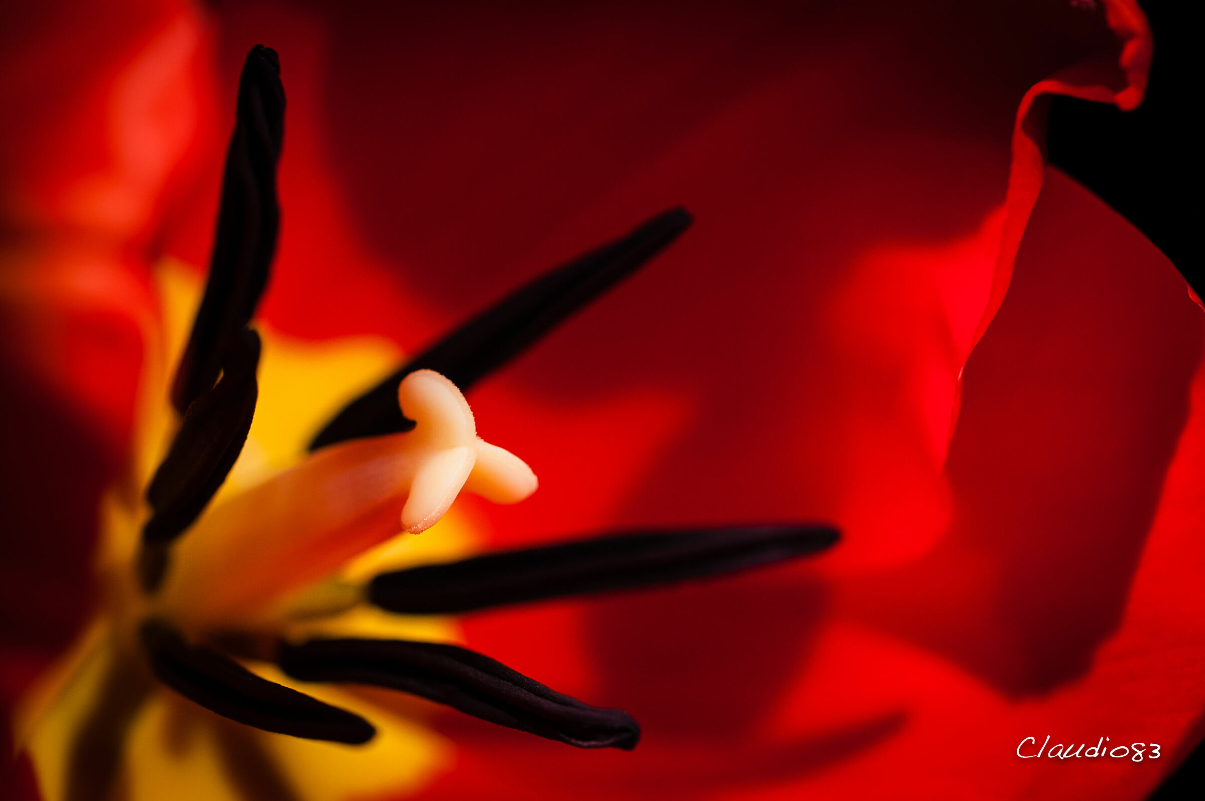 Nel cuore del tulipano...