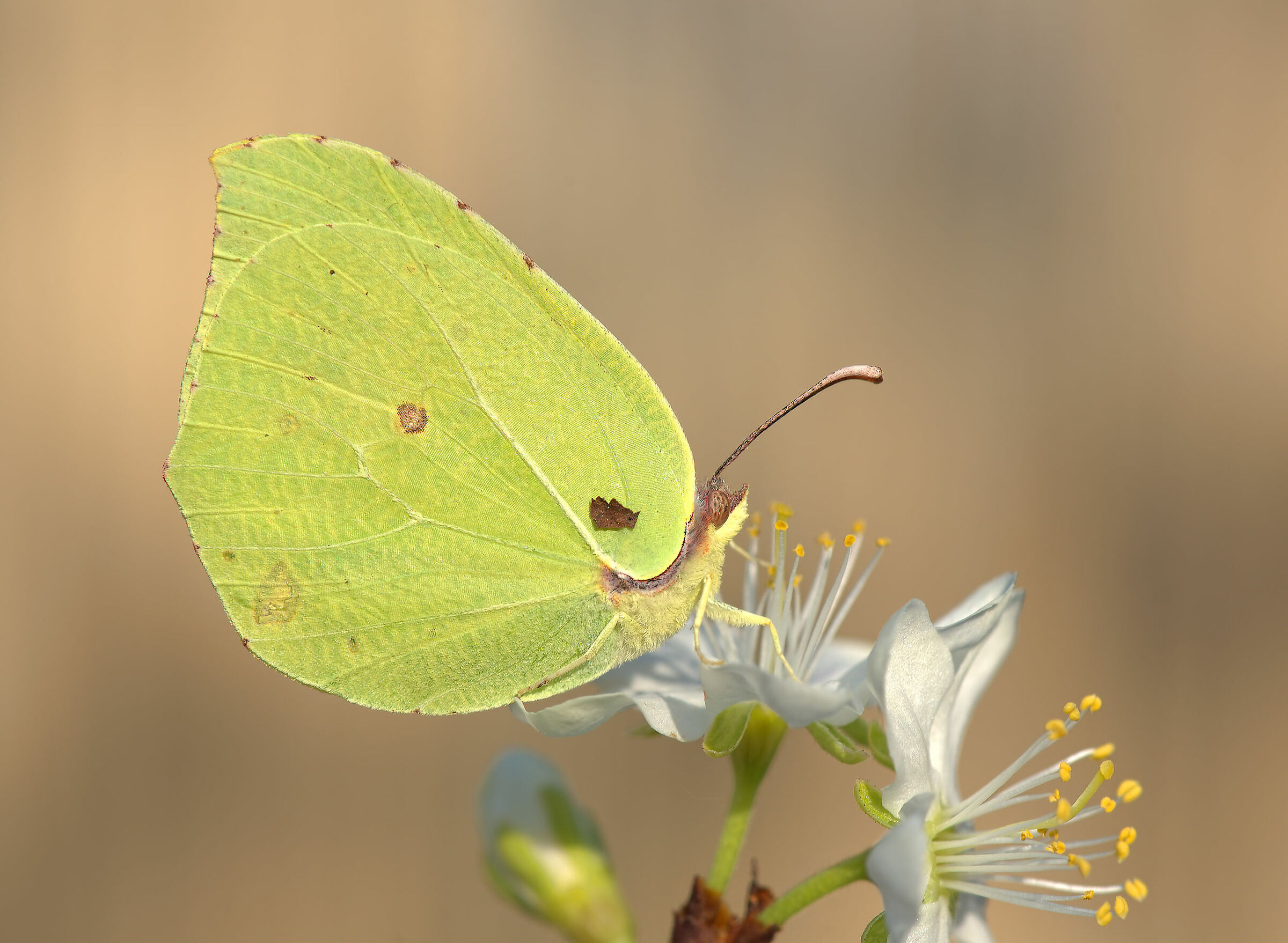 Gonepteryx cleopatra