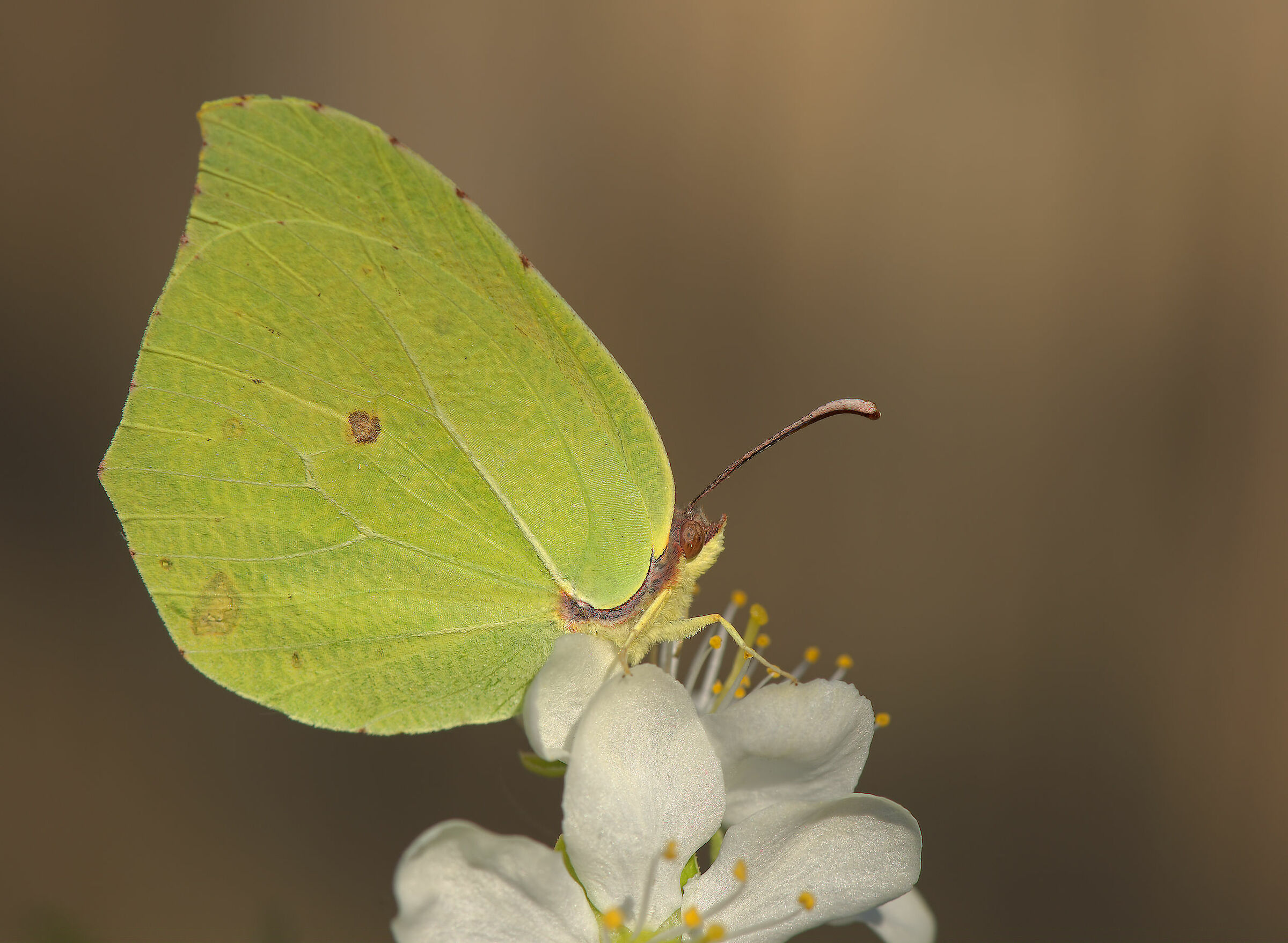 Gonepteryx cleopatra