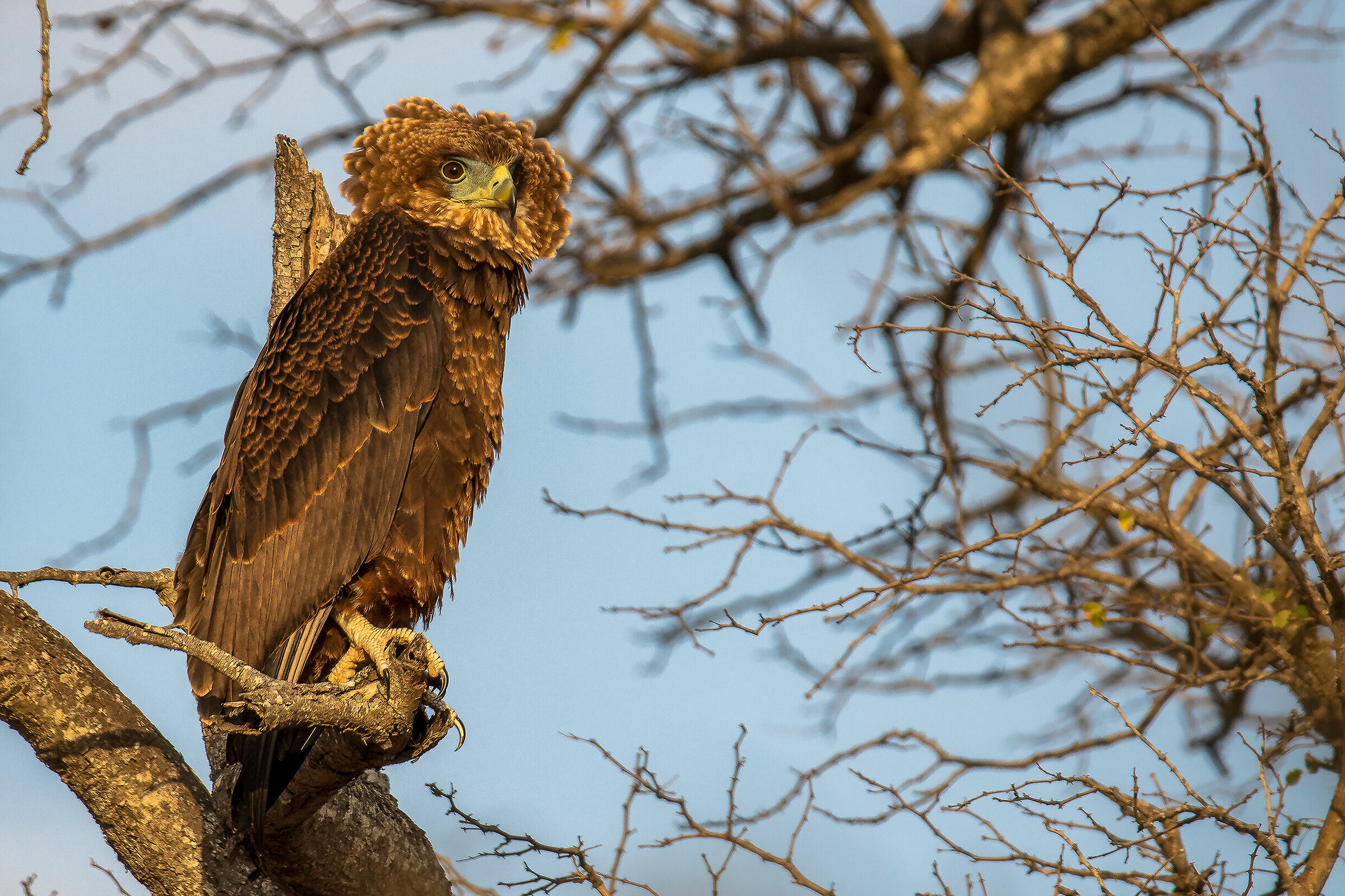 Eagle