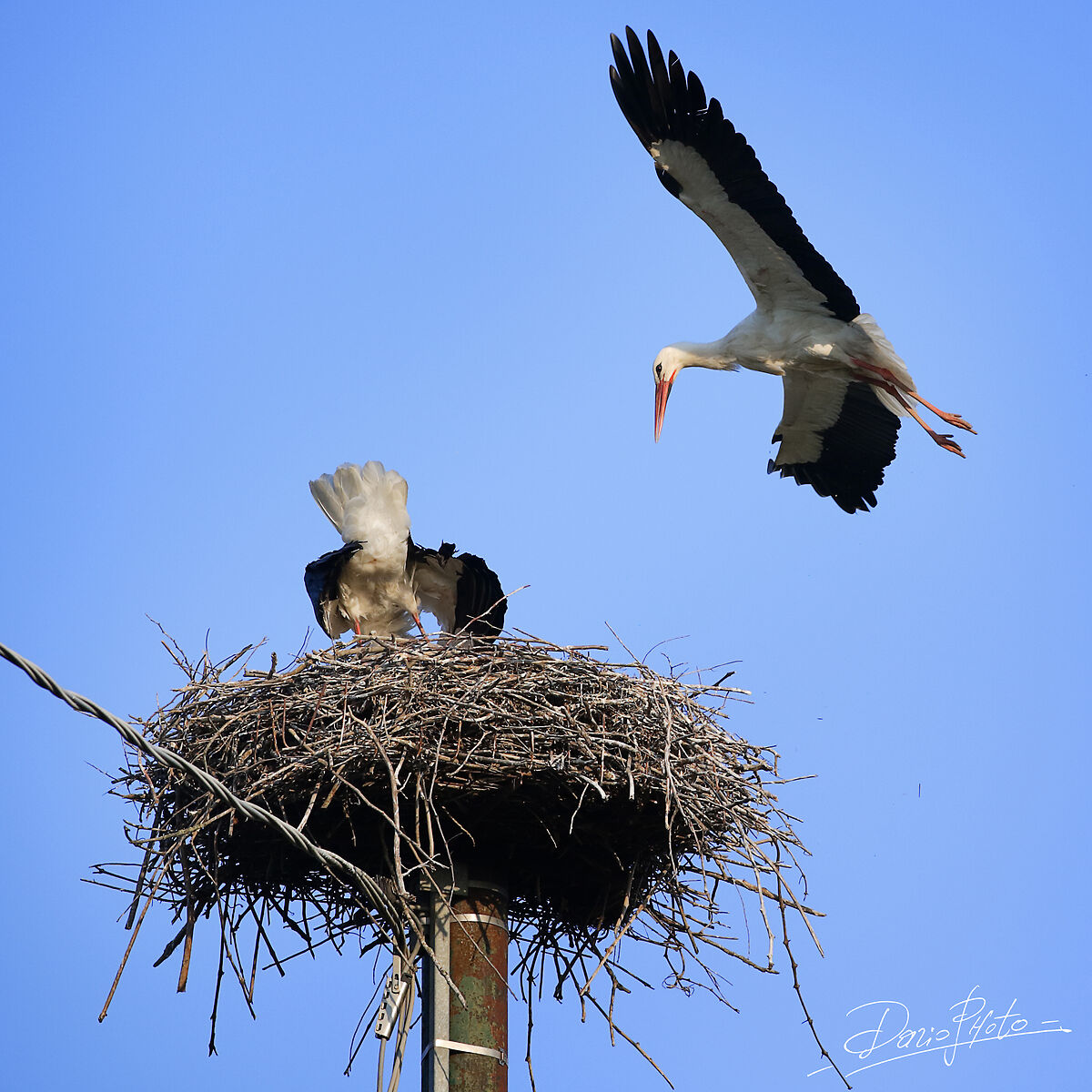 Stork's Storule of Fucecchio