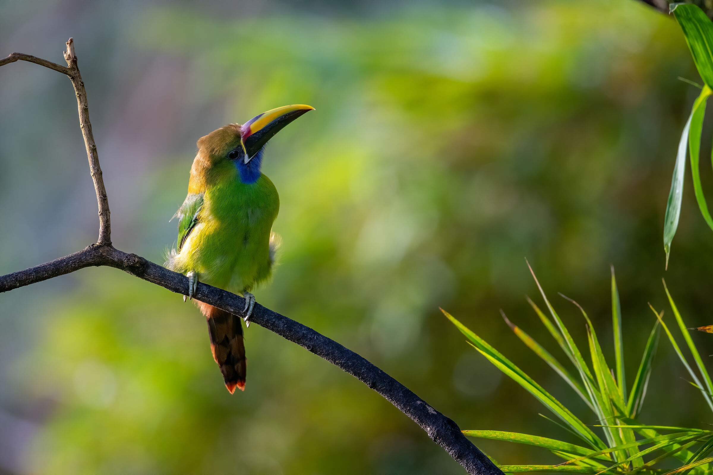 Emerald Toucanet, New