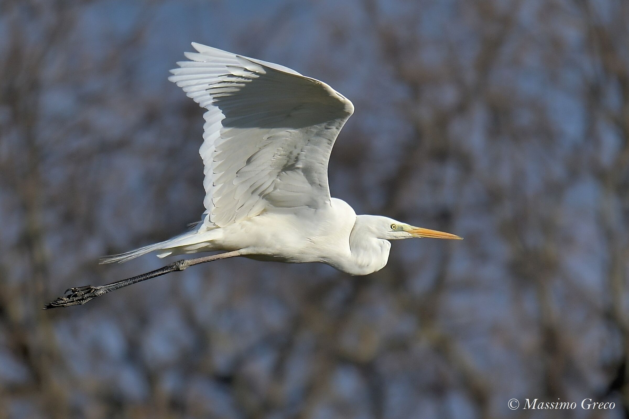 Airone bianco maggiore