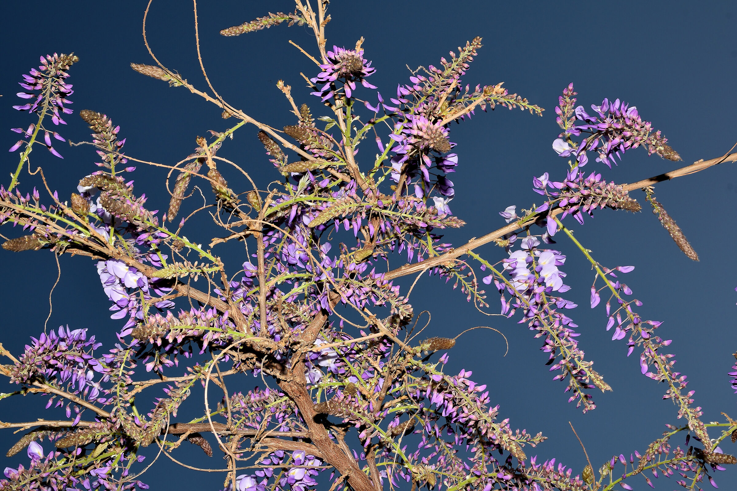 Glicine in fioritura