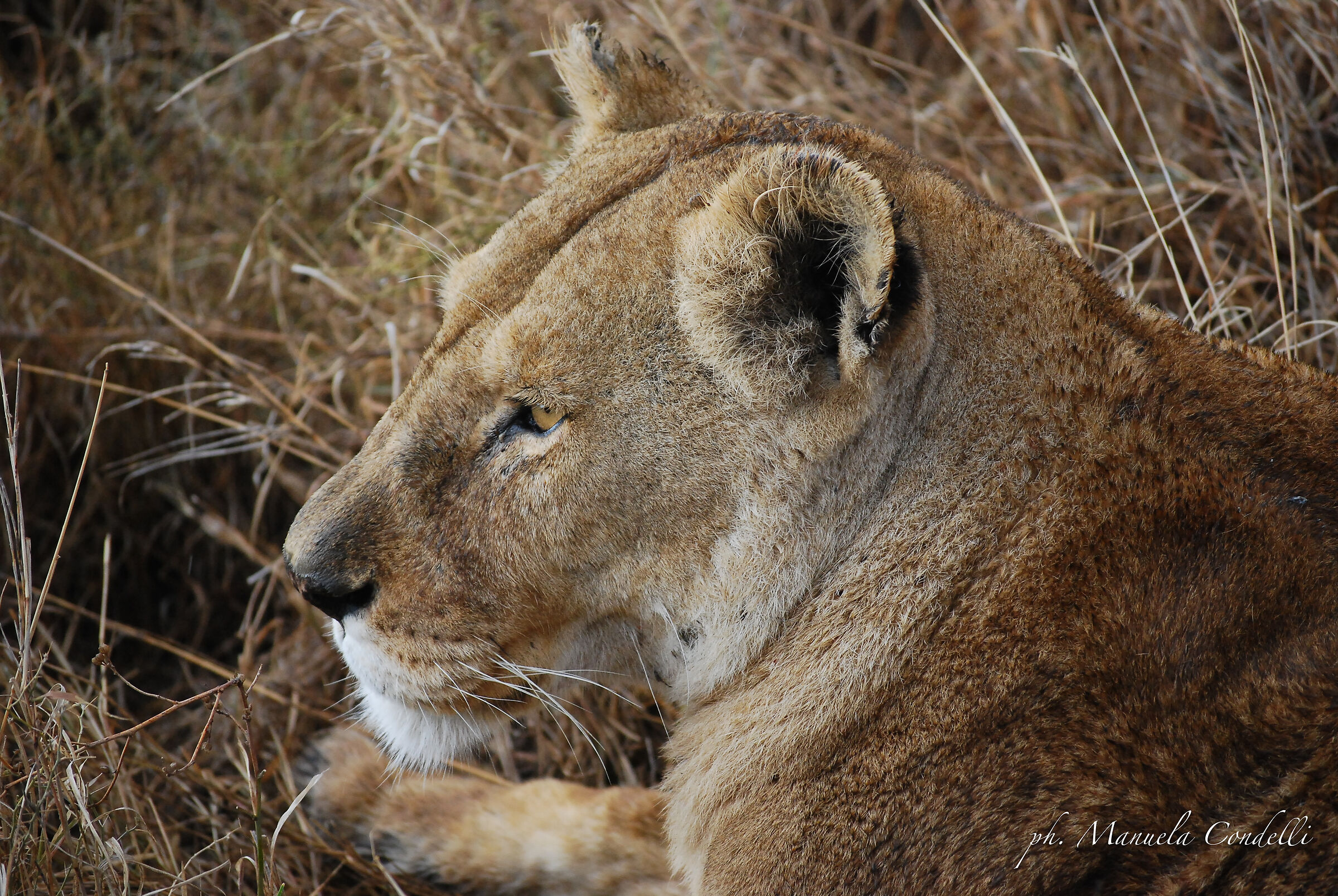 Ritratto di leonessa