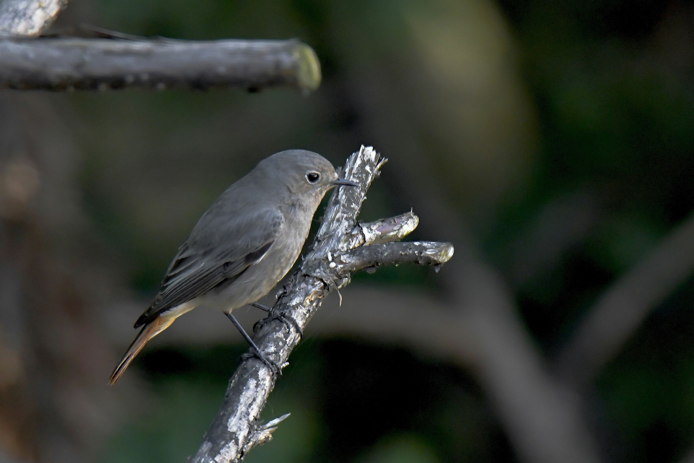 codirosso chimney sweep male