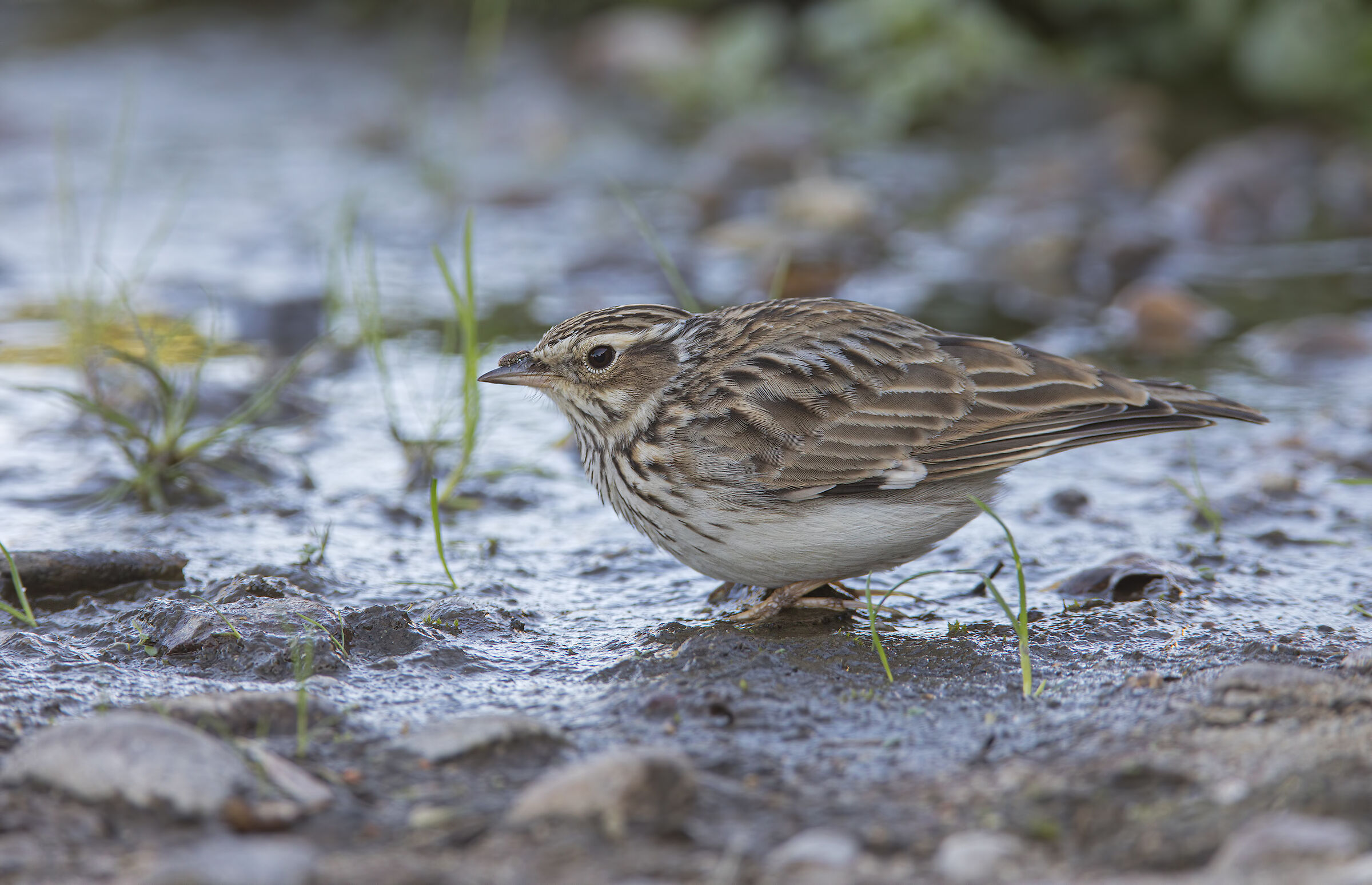 Where did the snack go??