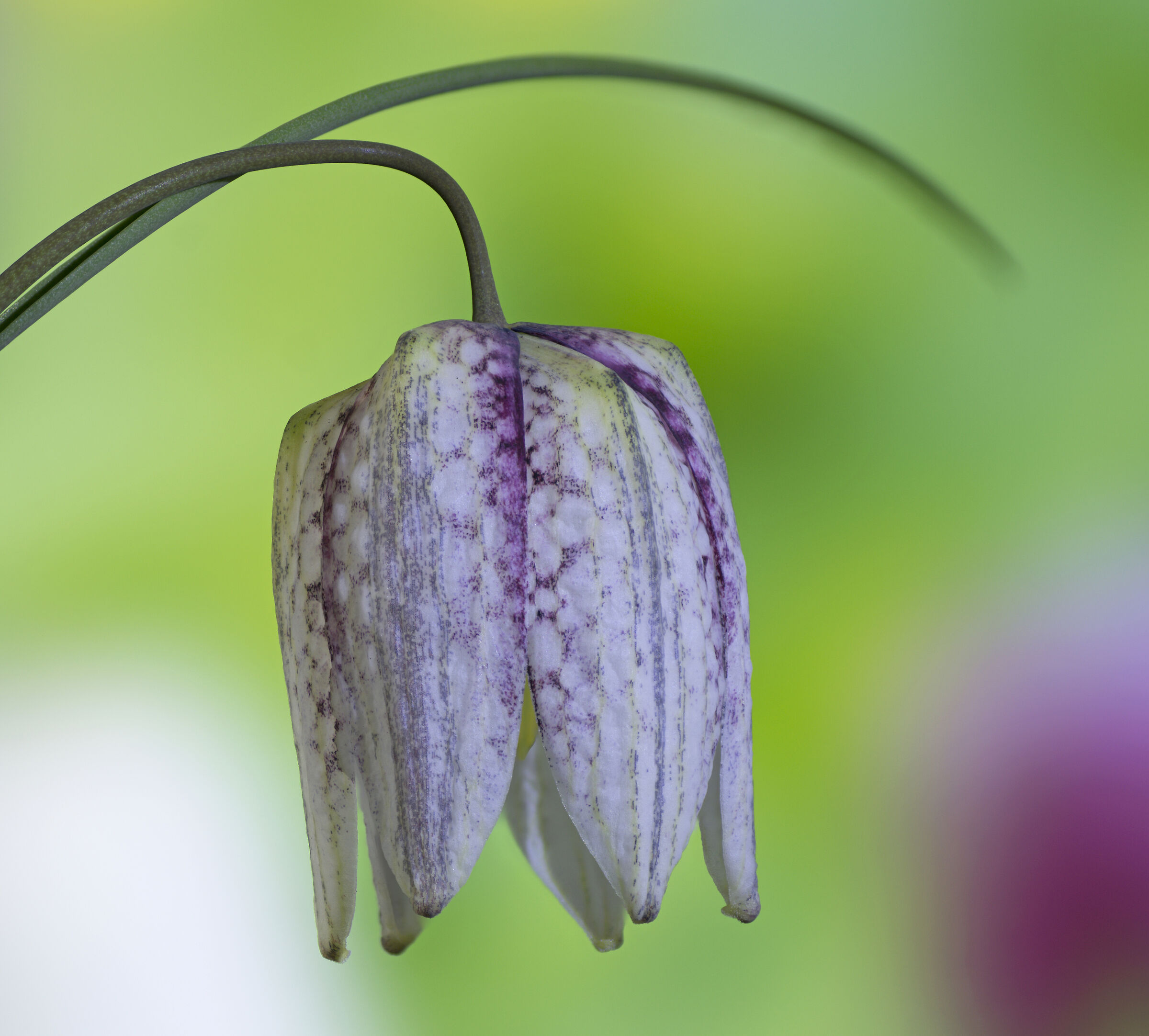 fritillario