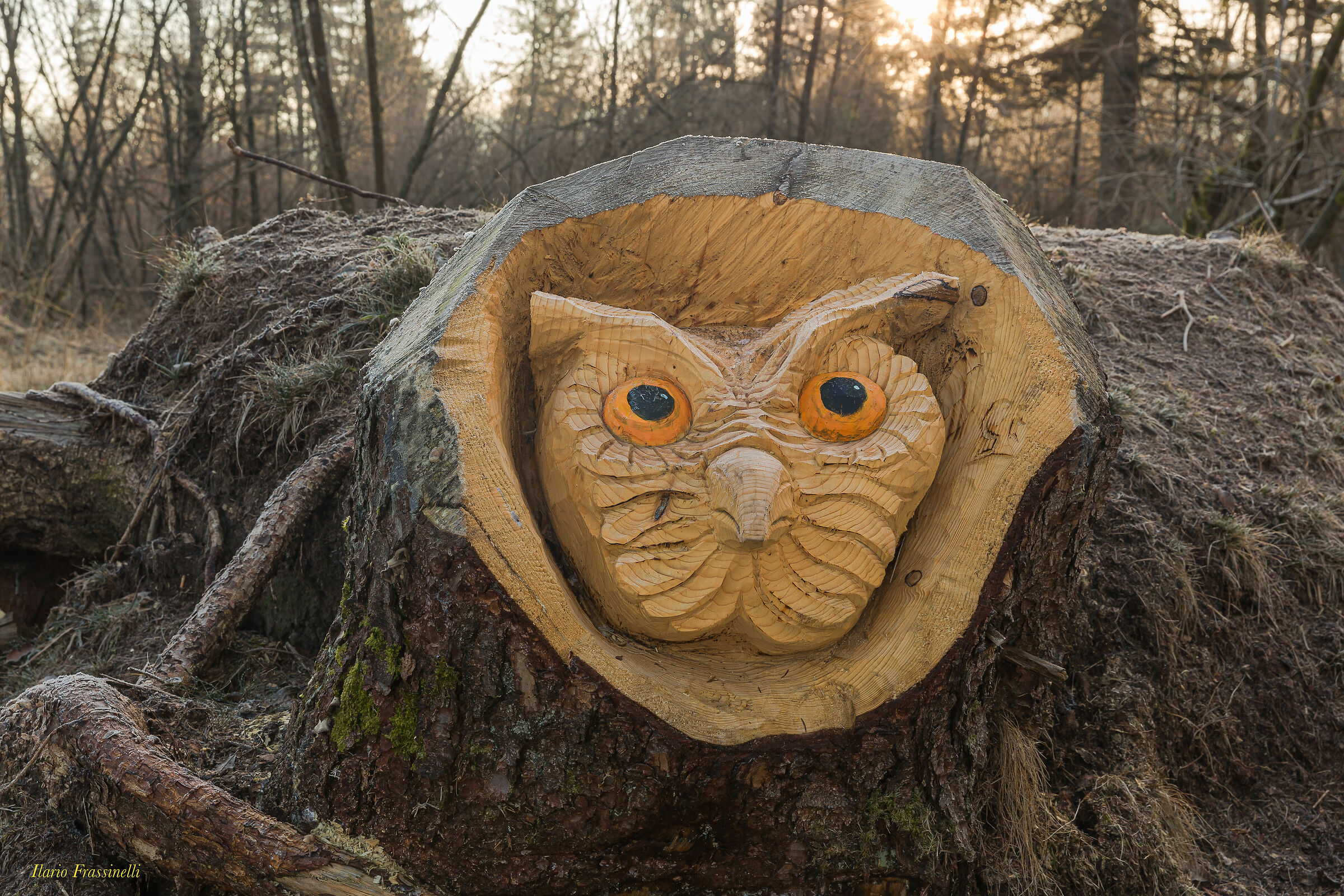 Recupero artistico del bosco dopo la tempesta Vaia