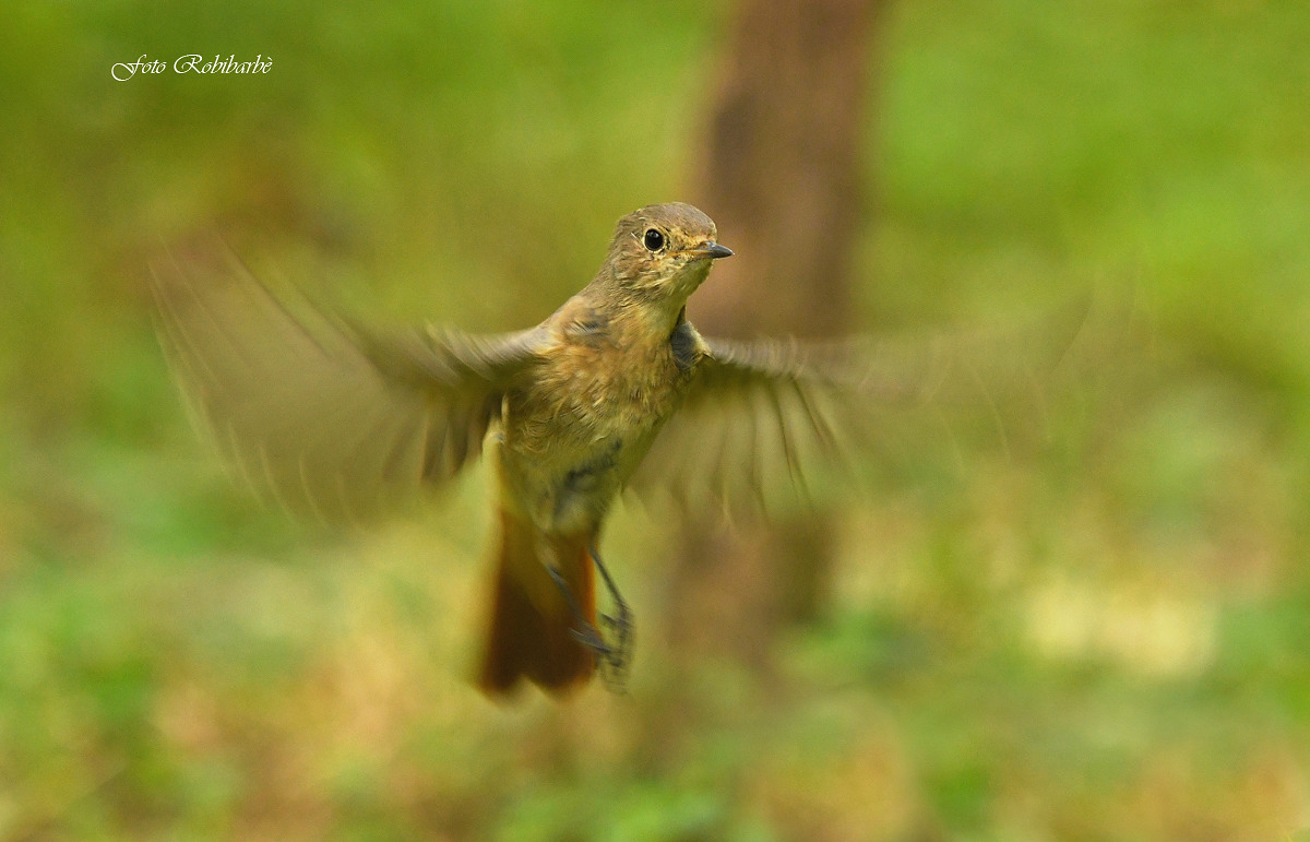 The spirit of the codirosso...