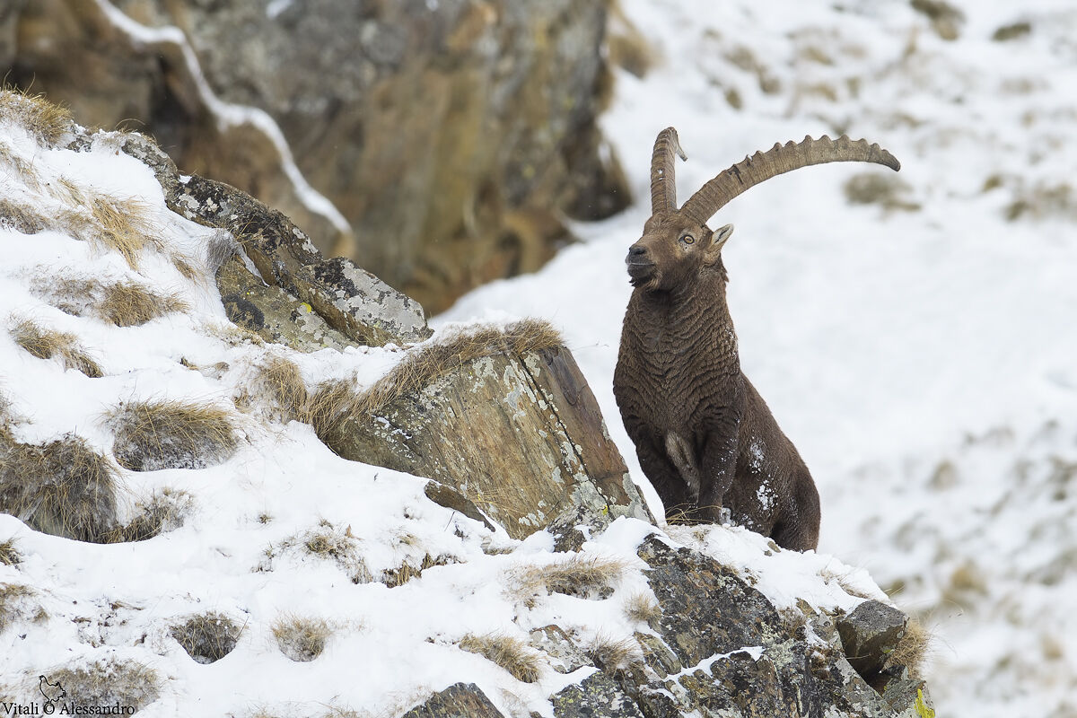 Ibex