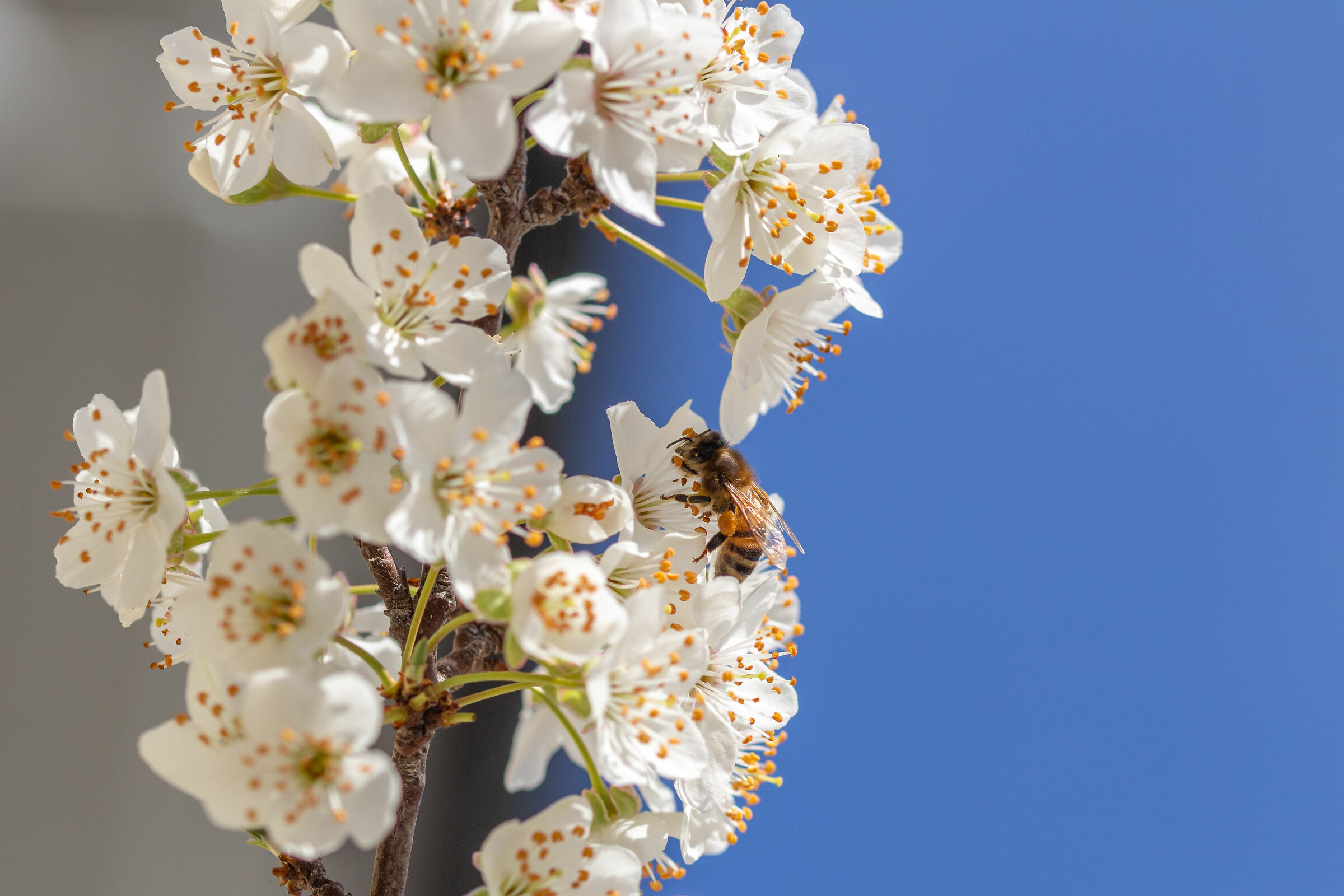 Welcome back Spring!