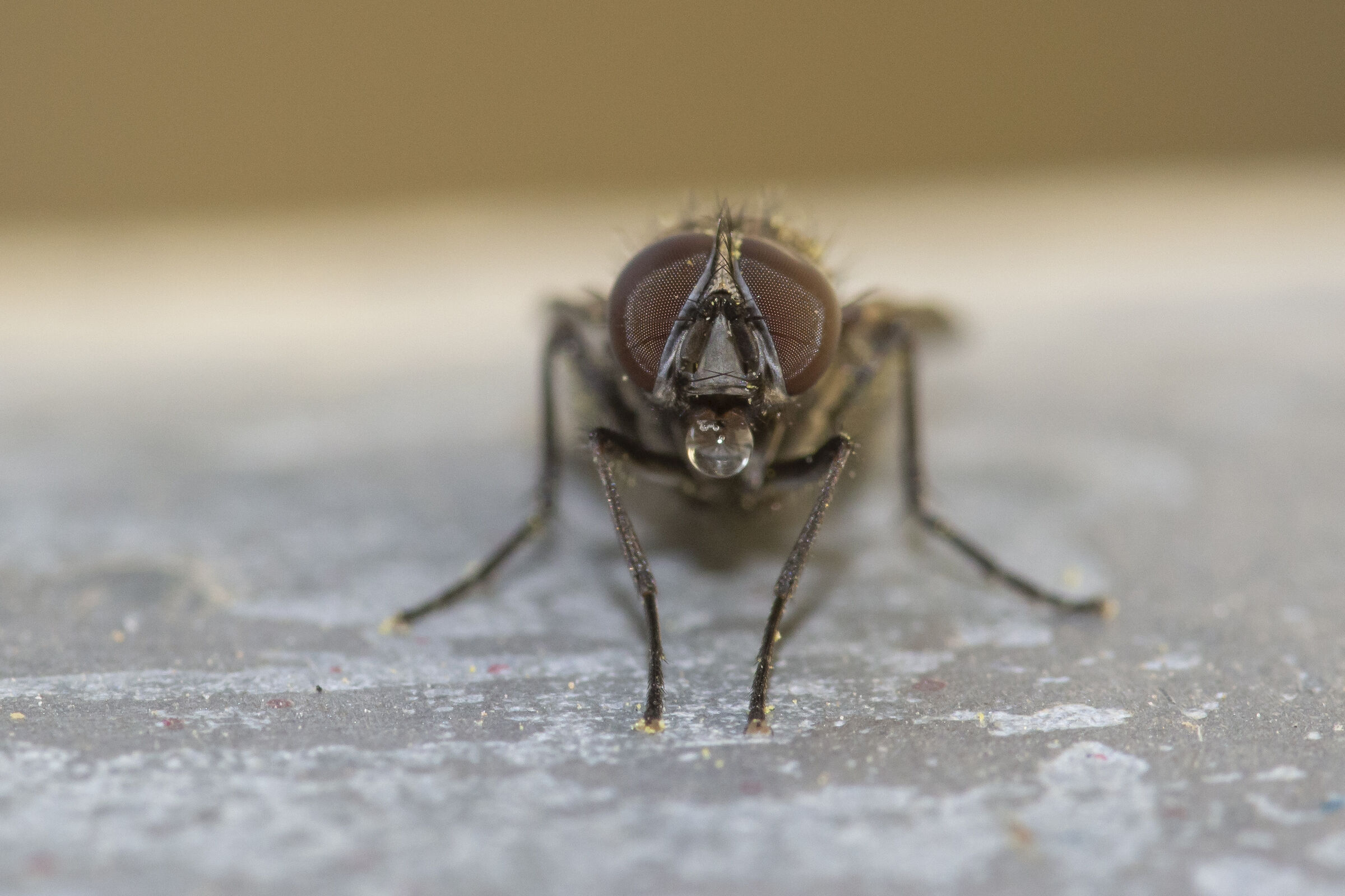 Portrait of A Moscow