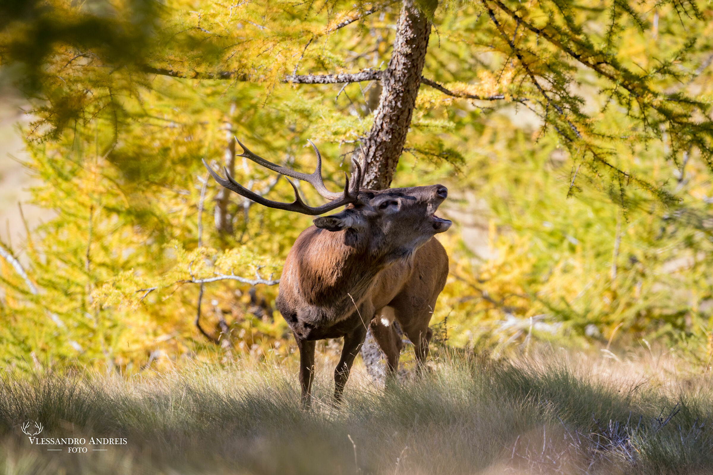 Prove di voce grossa