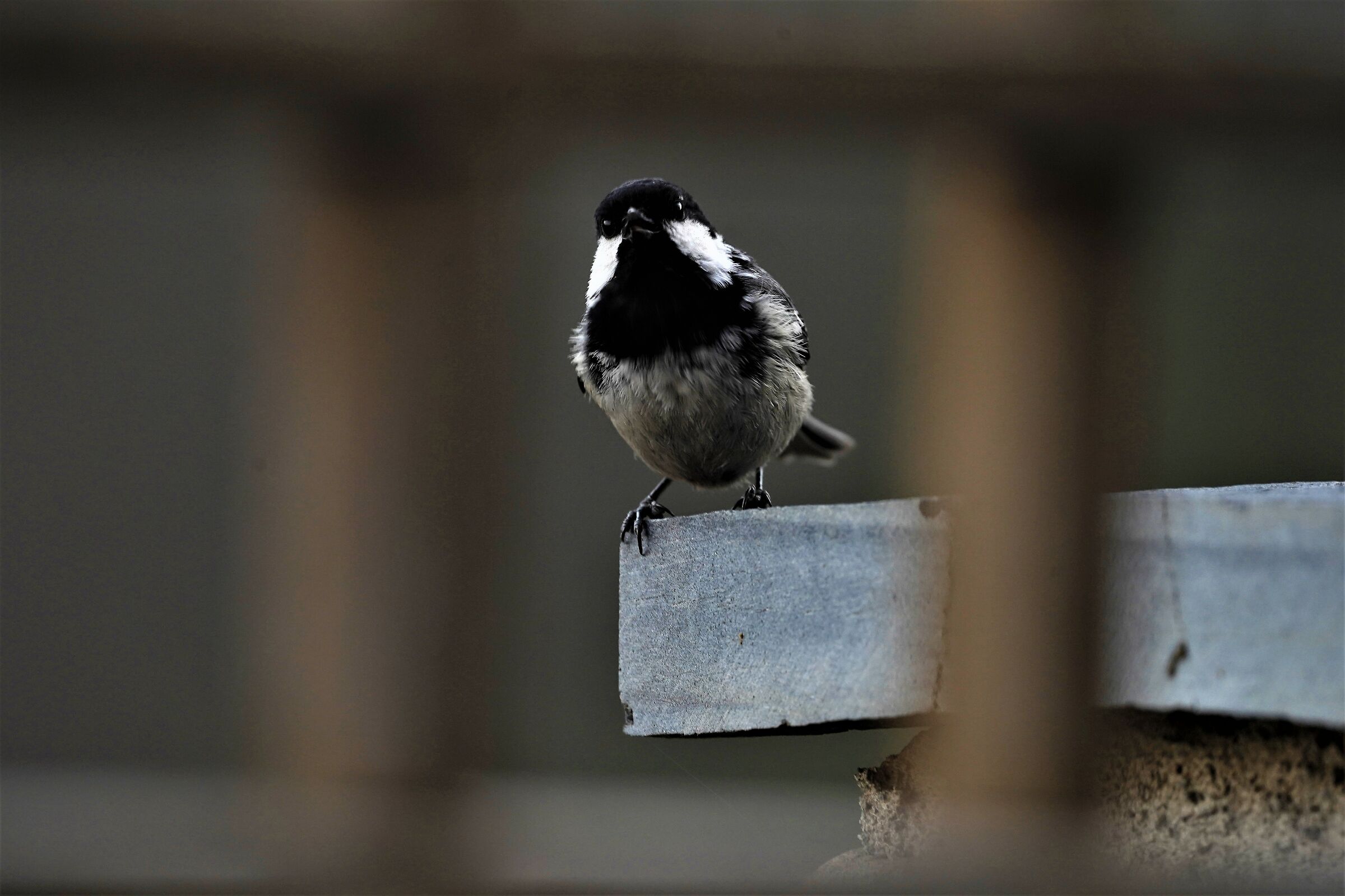 Curious little looks