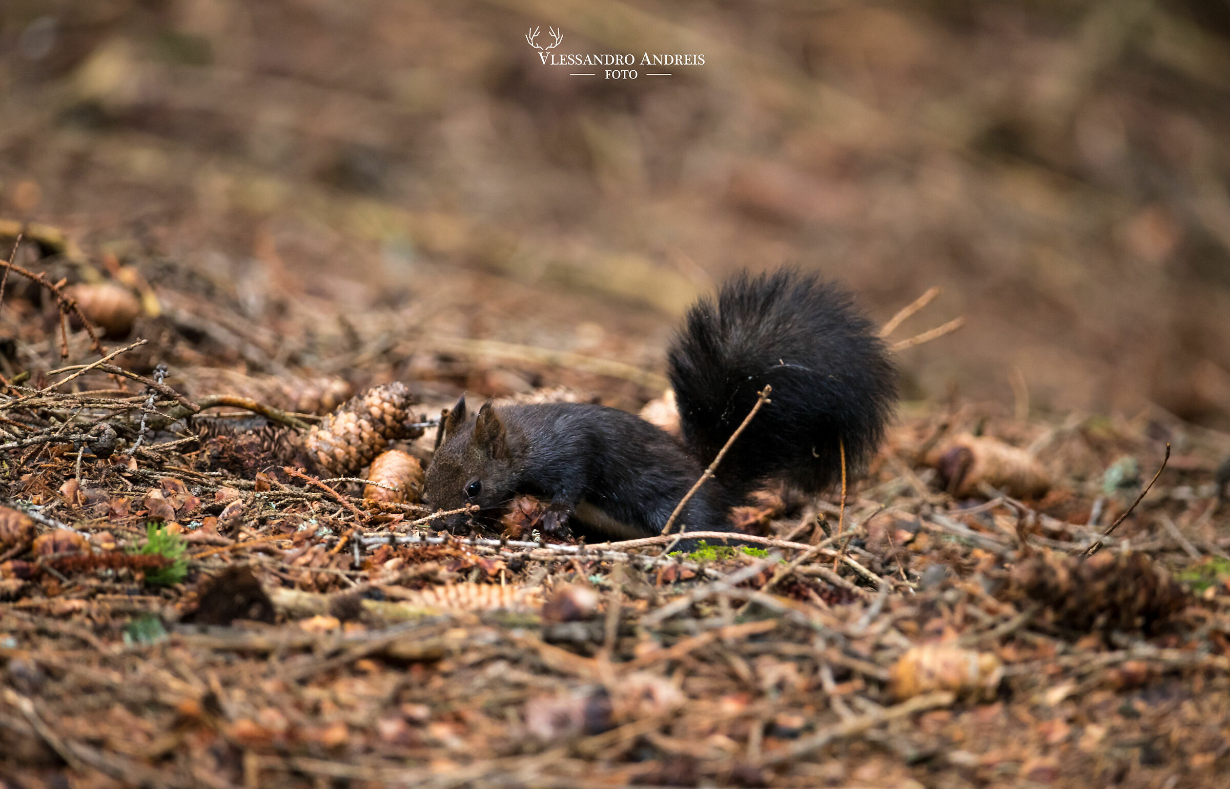 Rapido agile e gran mangiatore !!