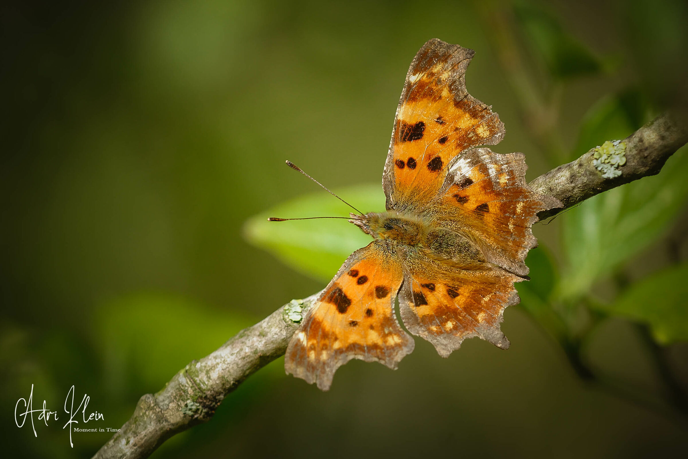 comma butterfly