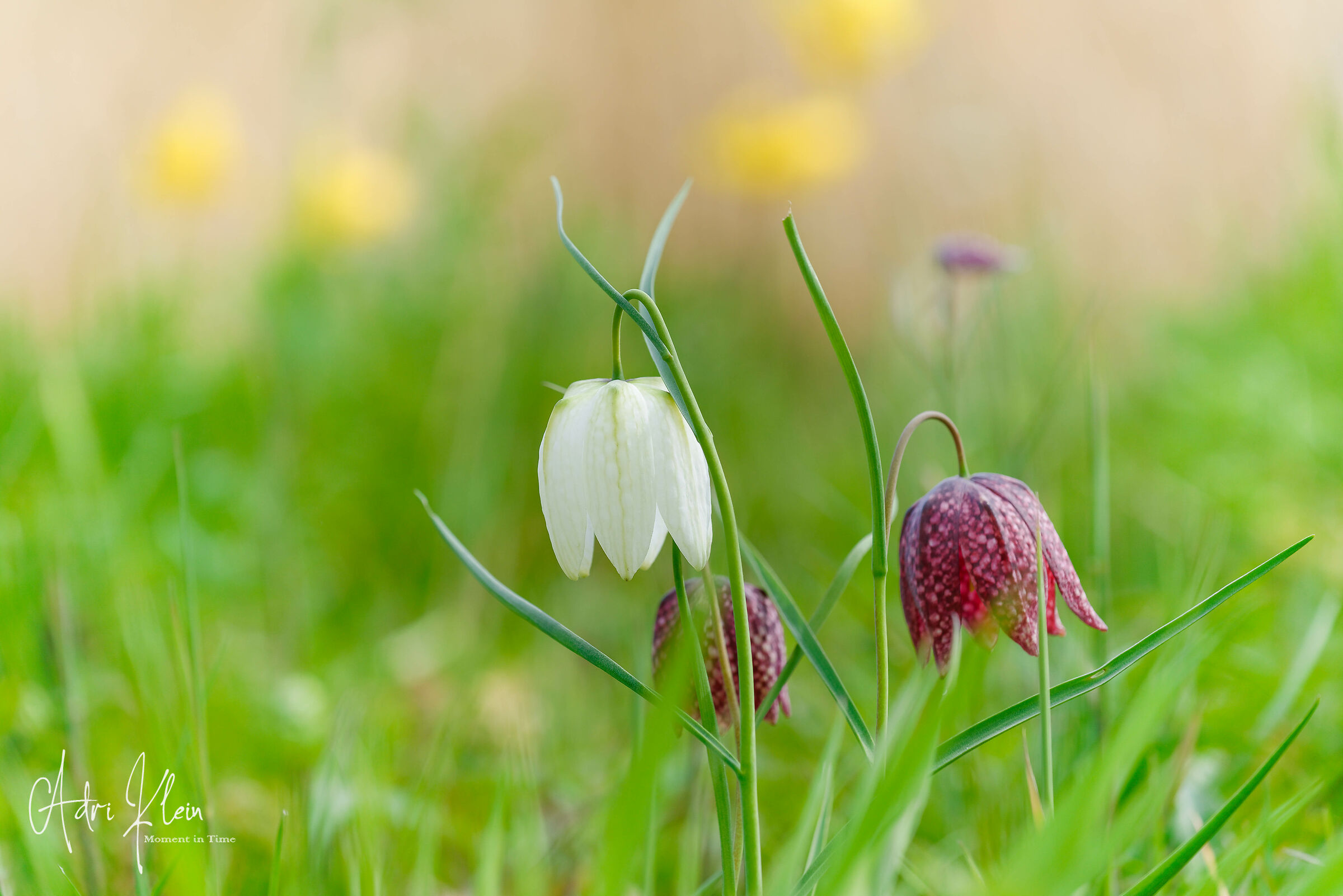 Fritillaria