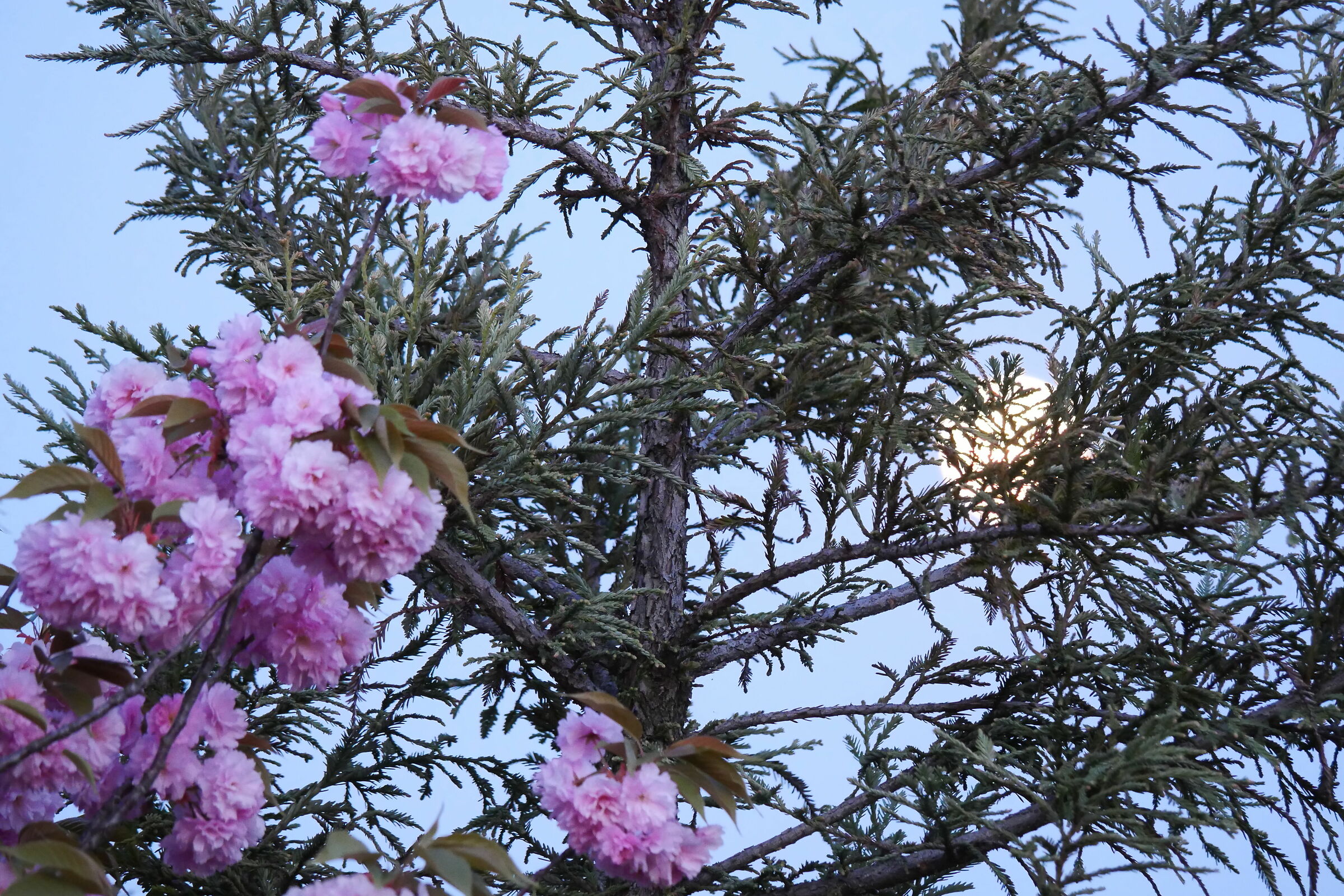 Luna di Primavera - 07/04/2020