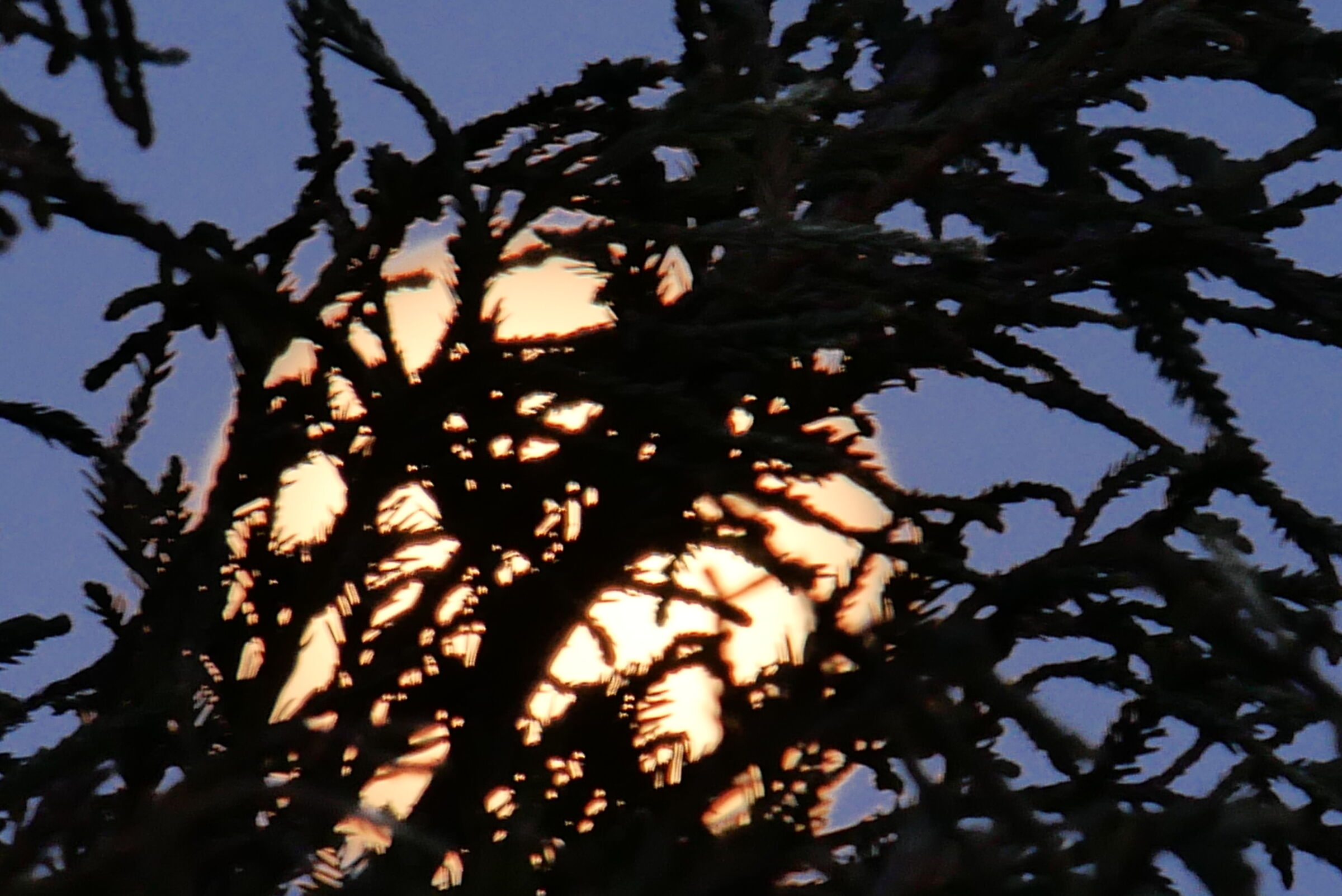 Luna tra i rami - 07/04/2020