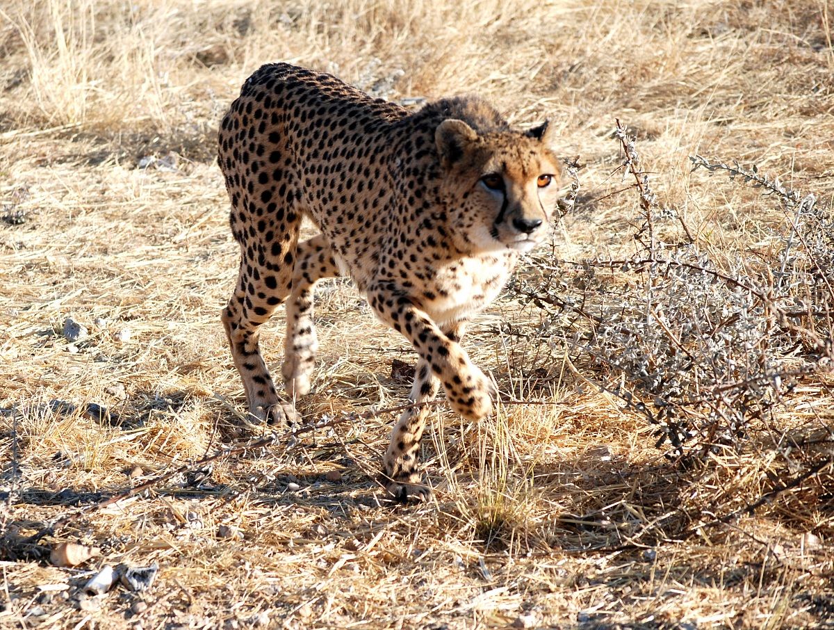 L'eleganza assoluta (Namibia)