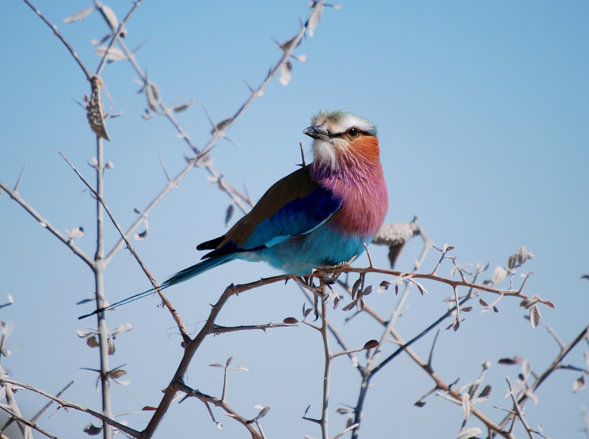 Oggi mi sento.... Colorato! (Namibia)