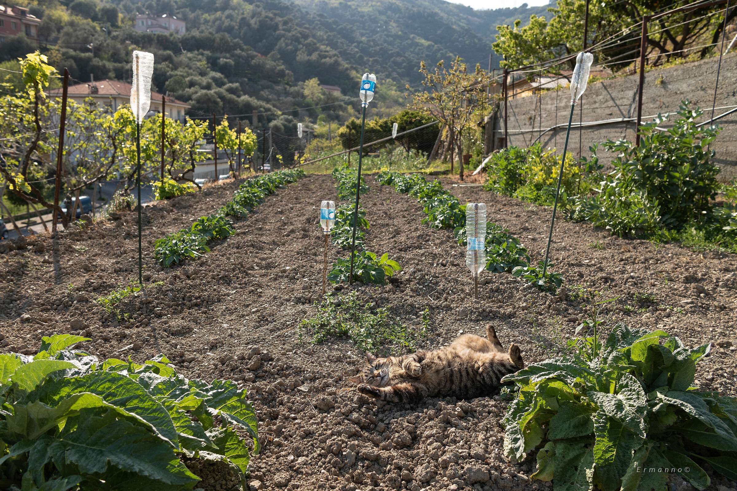 Gatto Oscar tra Carciofi e Patate