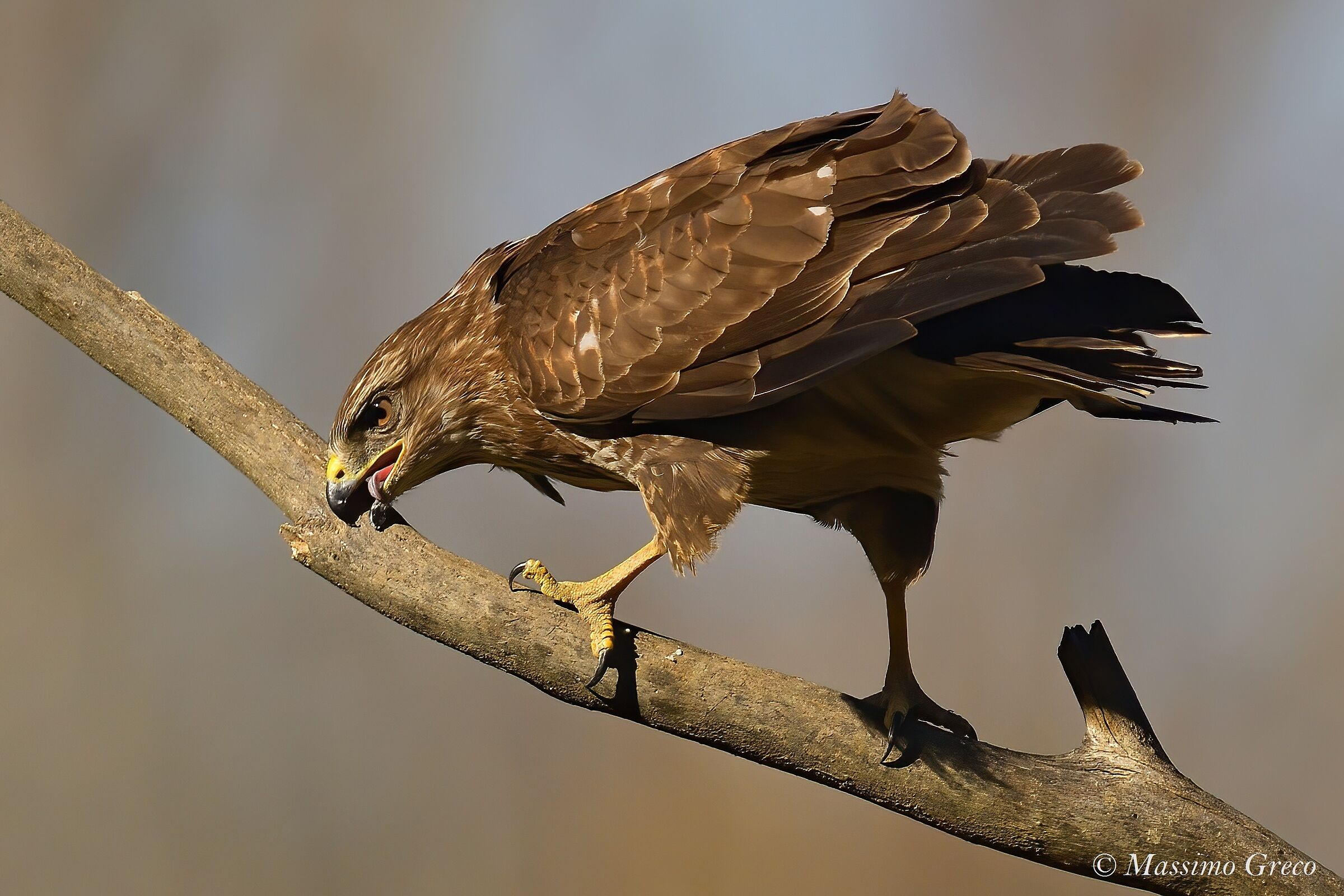 Poiana comune (Buteo buteo)