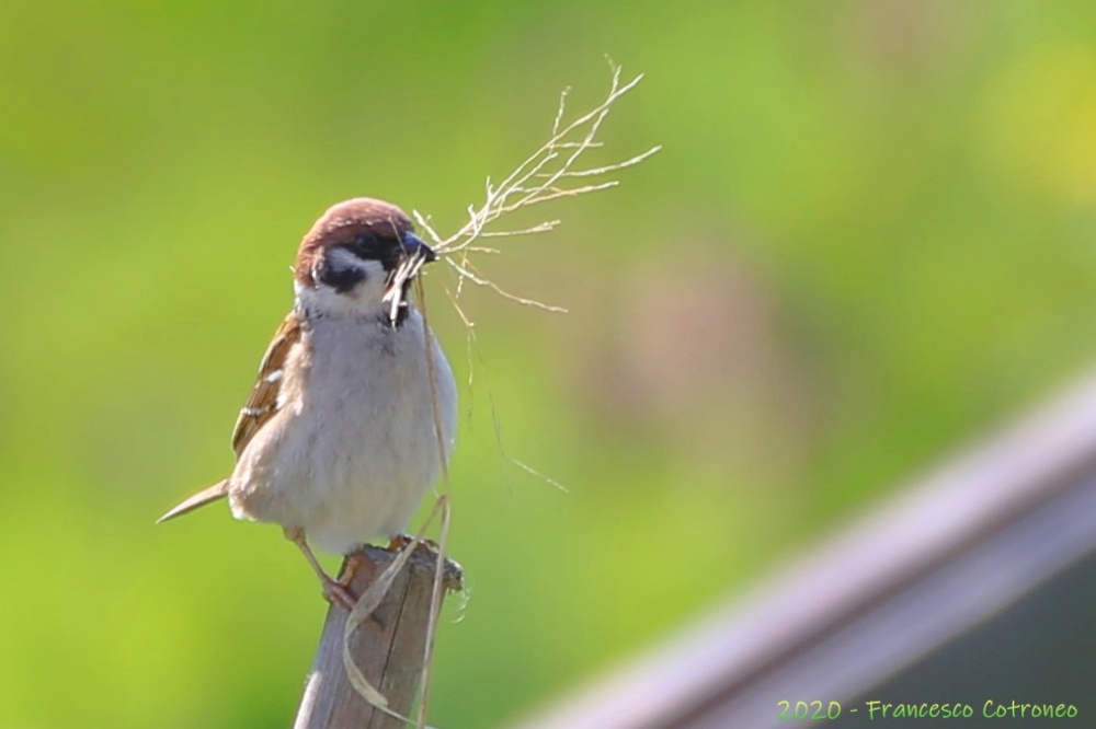 Niente rametti d'ulivo! Che facciamo? Costruiamo :)