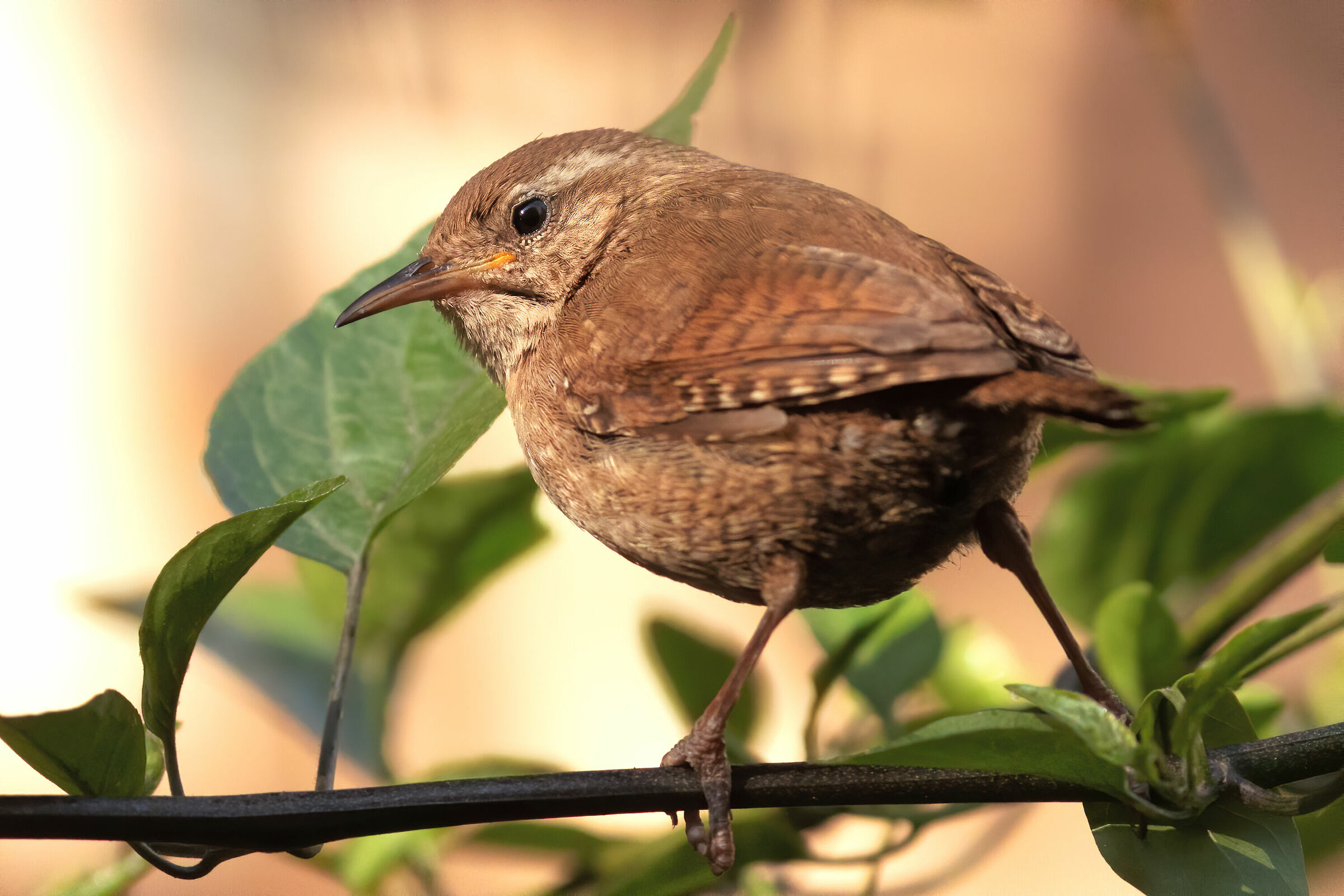 Wren