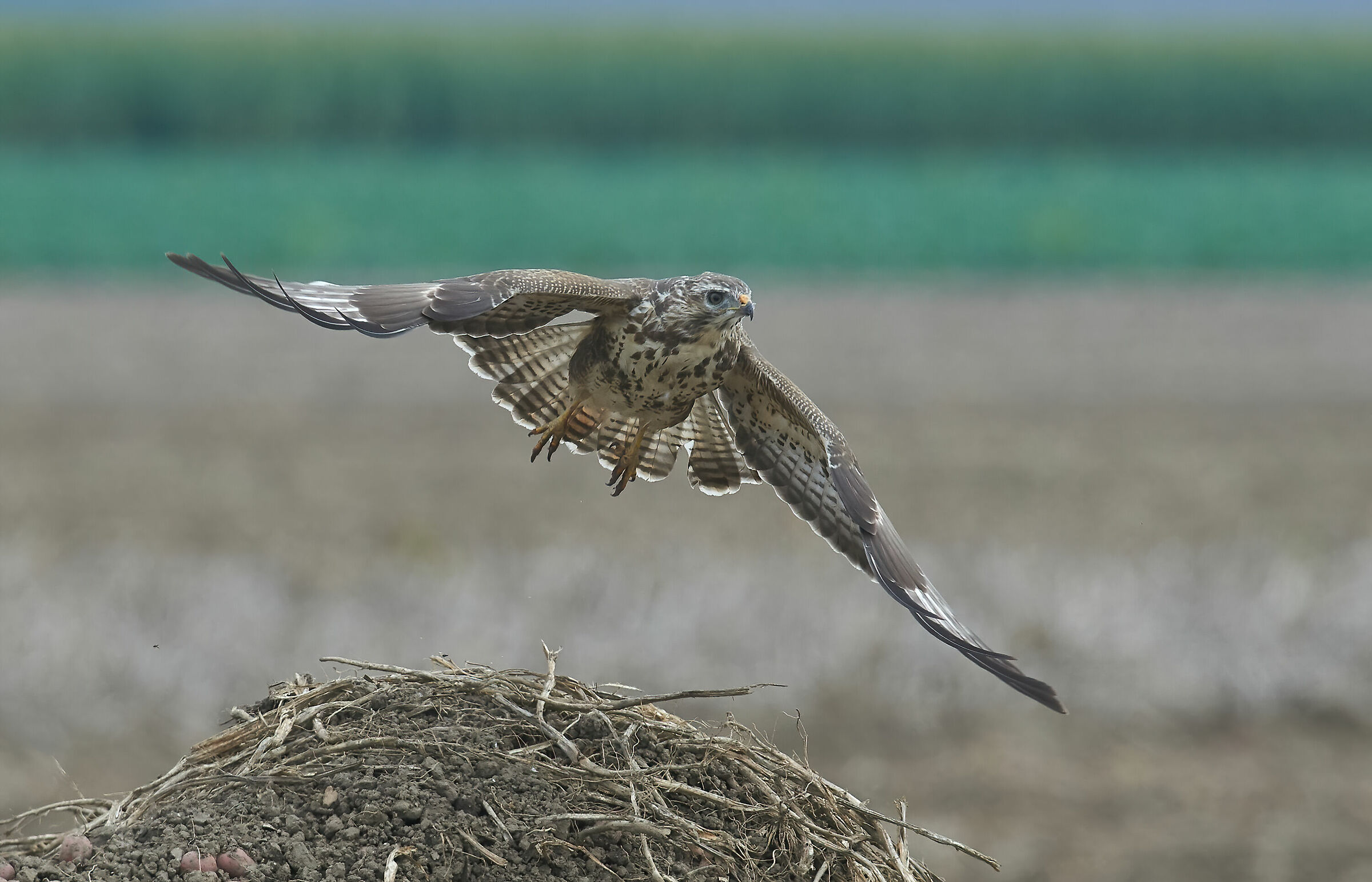 Buzzard comune europeo