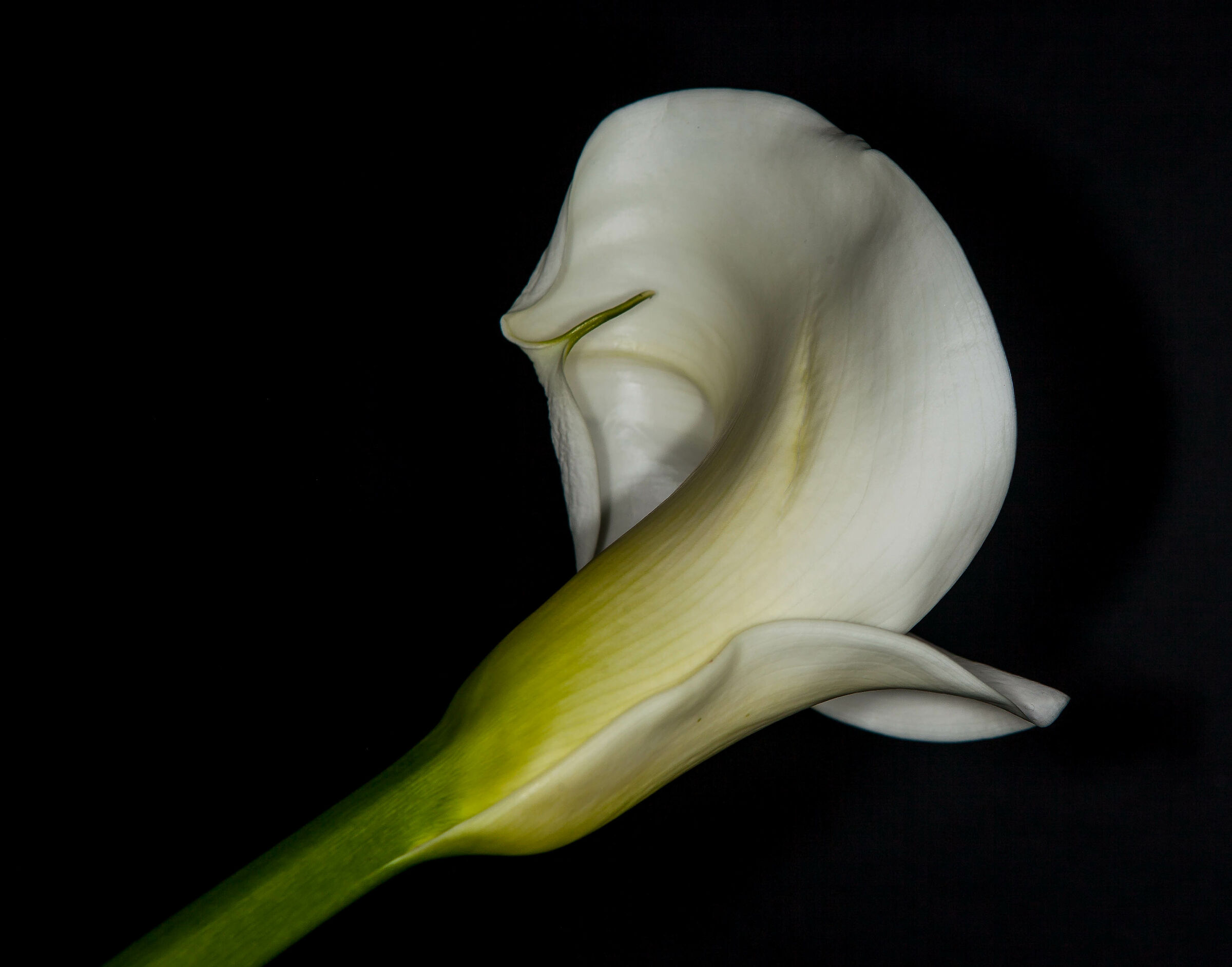 Calla