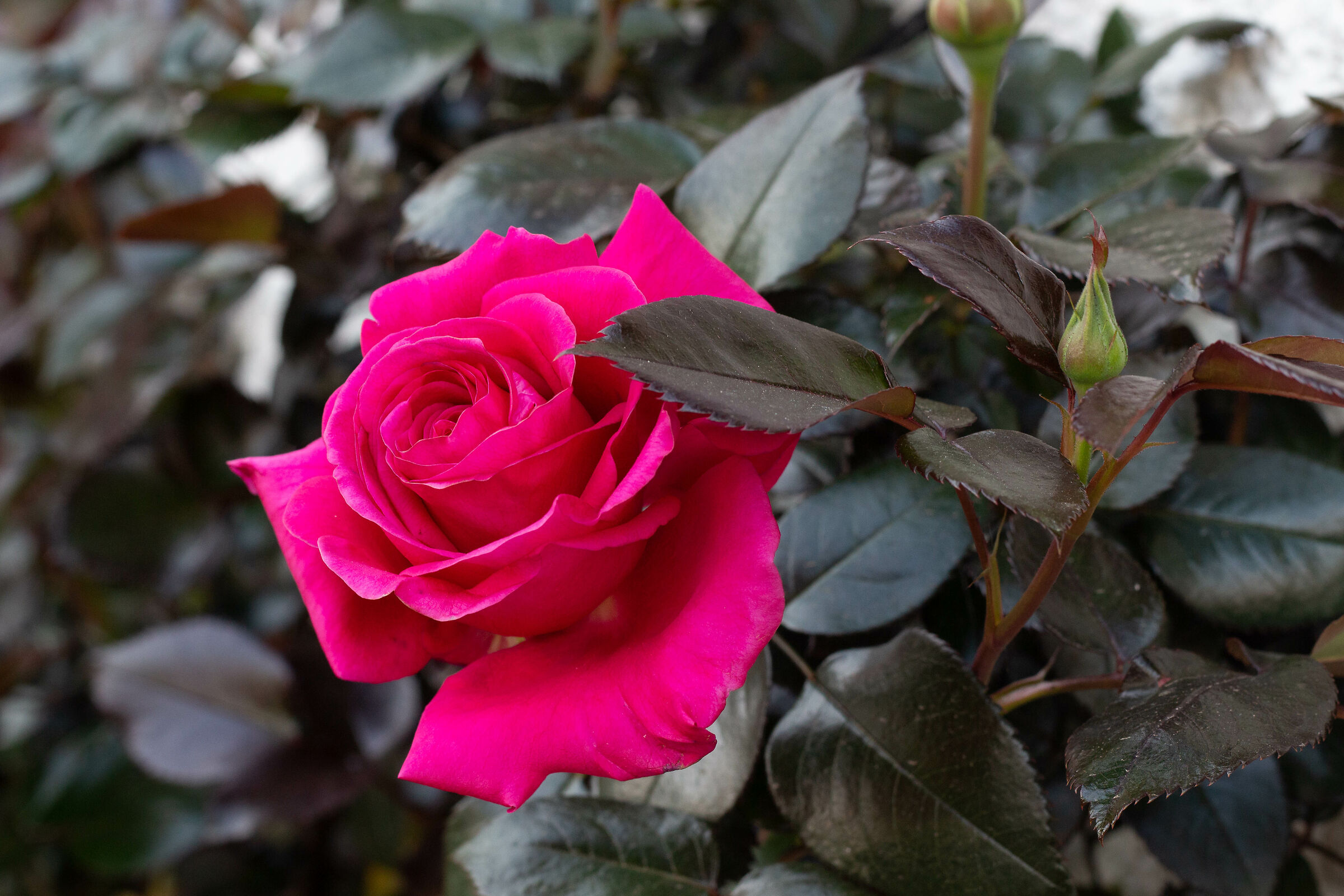 La rosa