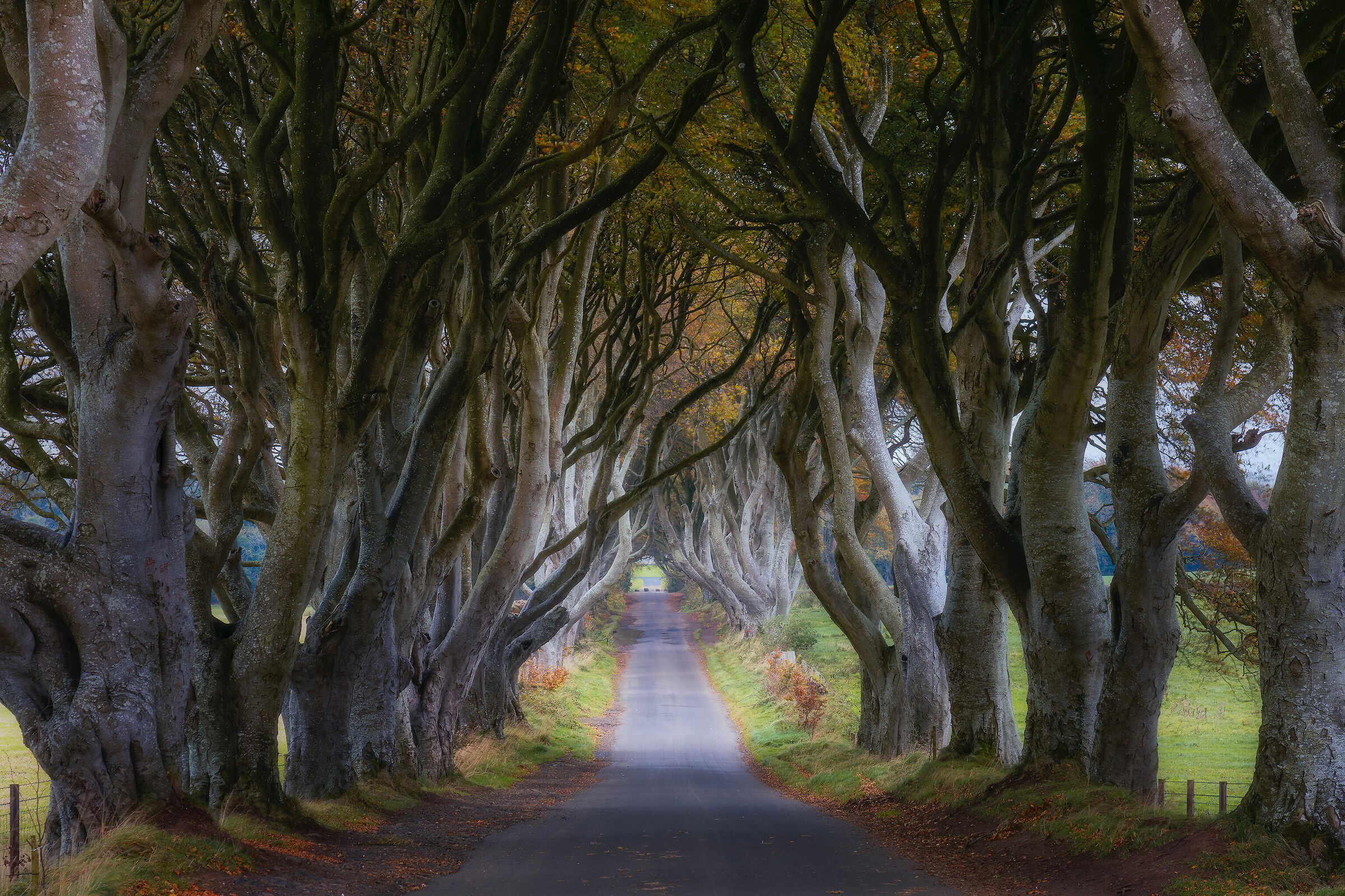 The Dark Hedges