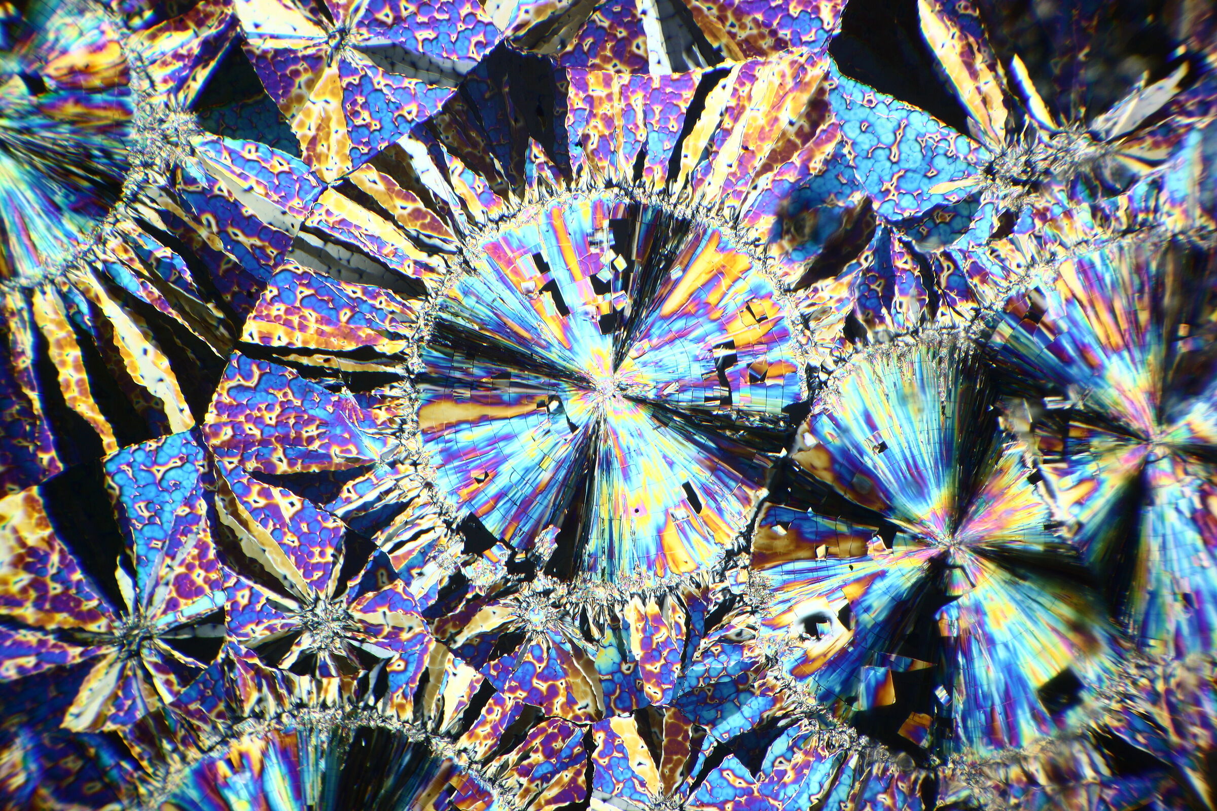 Salicina. Zeiss RA POL + Canon 500d