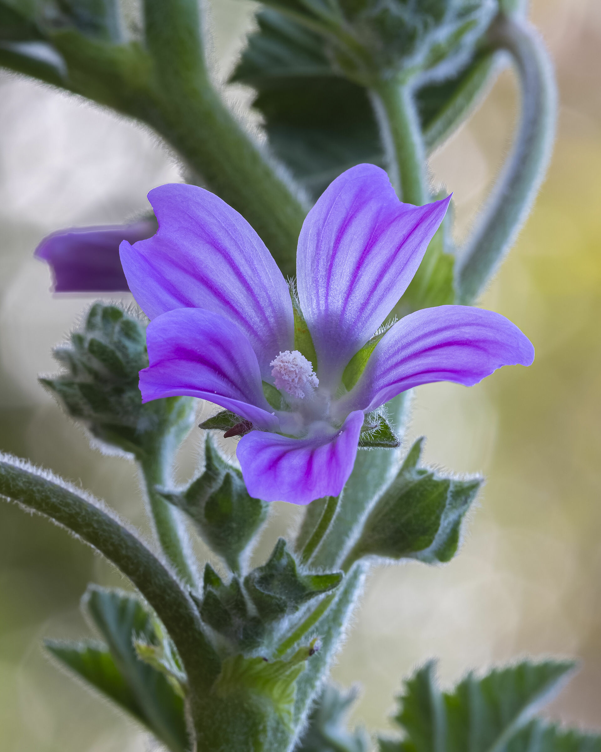A flower for the task at "CASA"