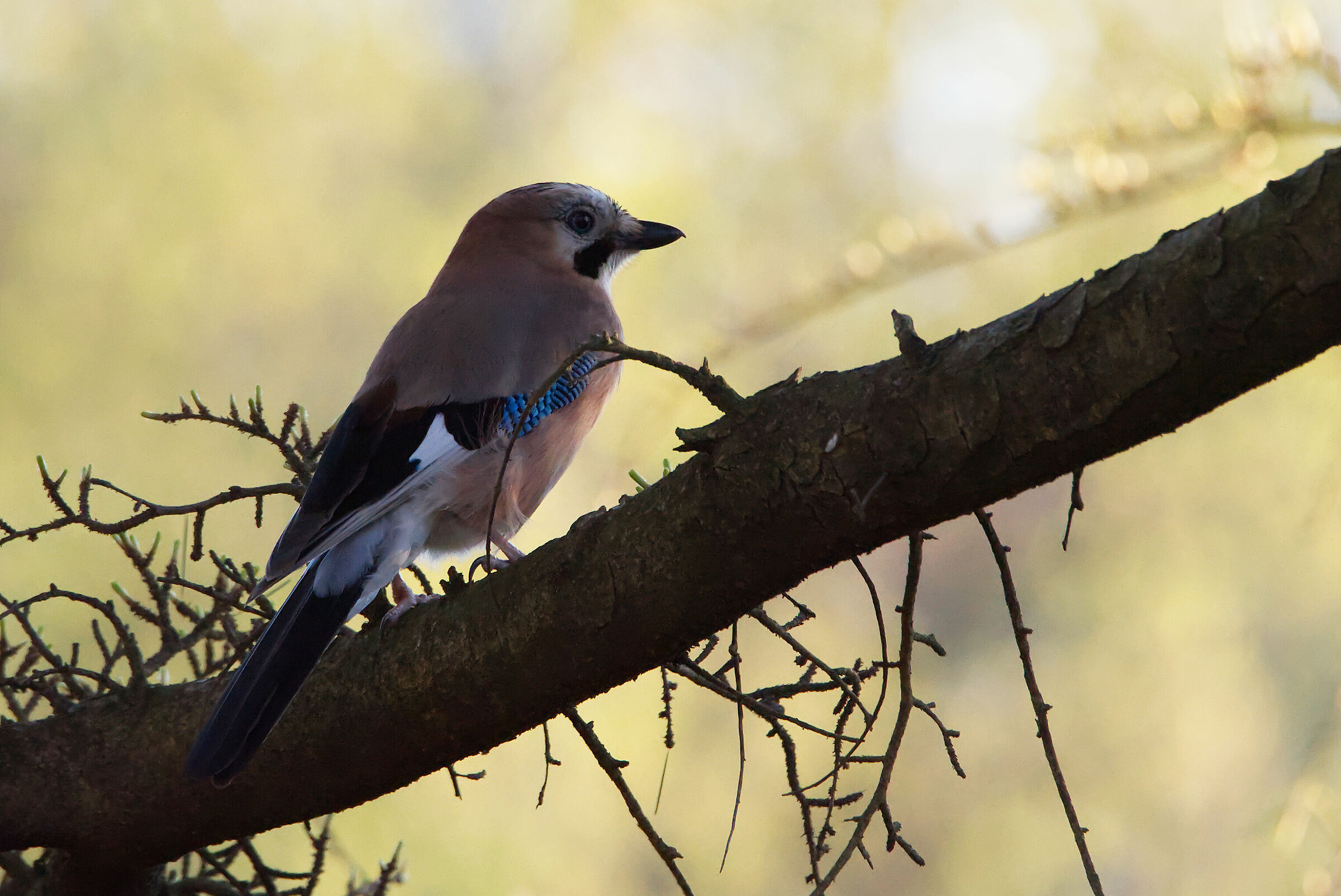 Jay at sunset