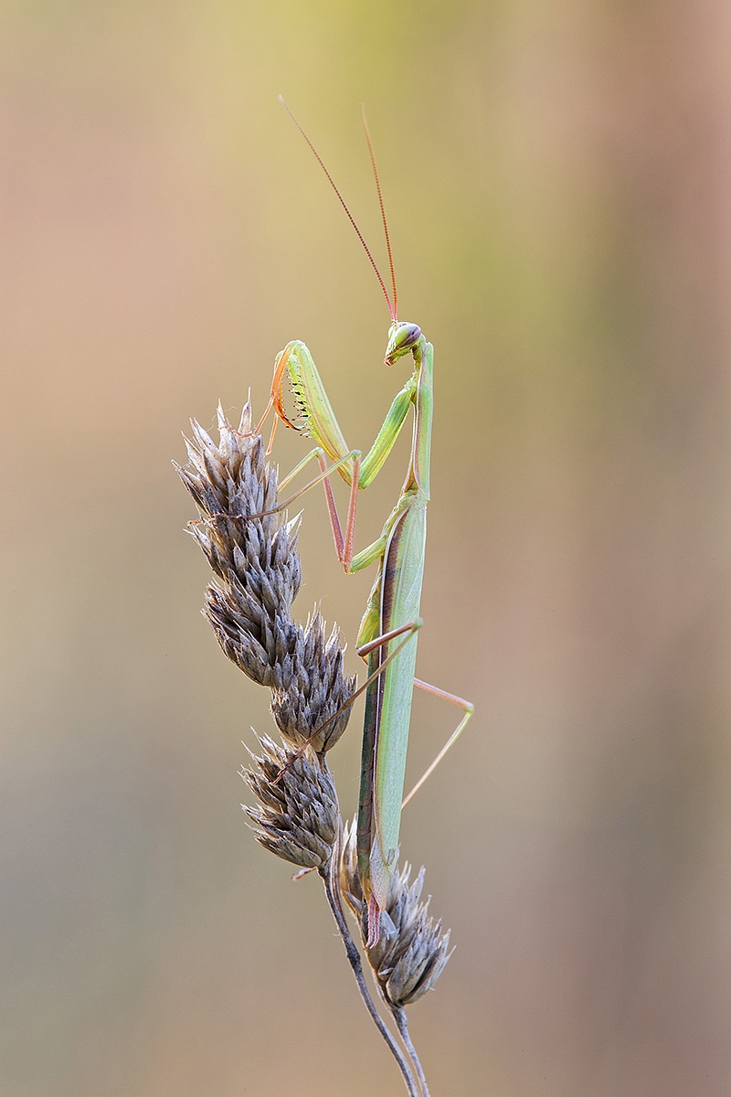 Mantis religiosa