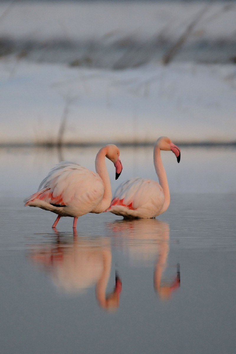 I Fenicotteri e la neve