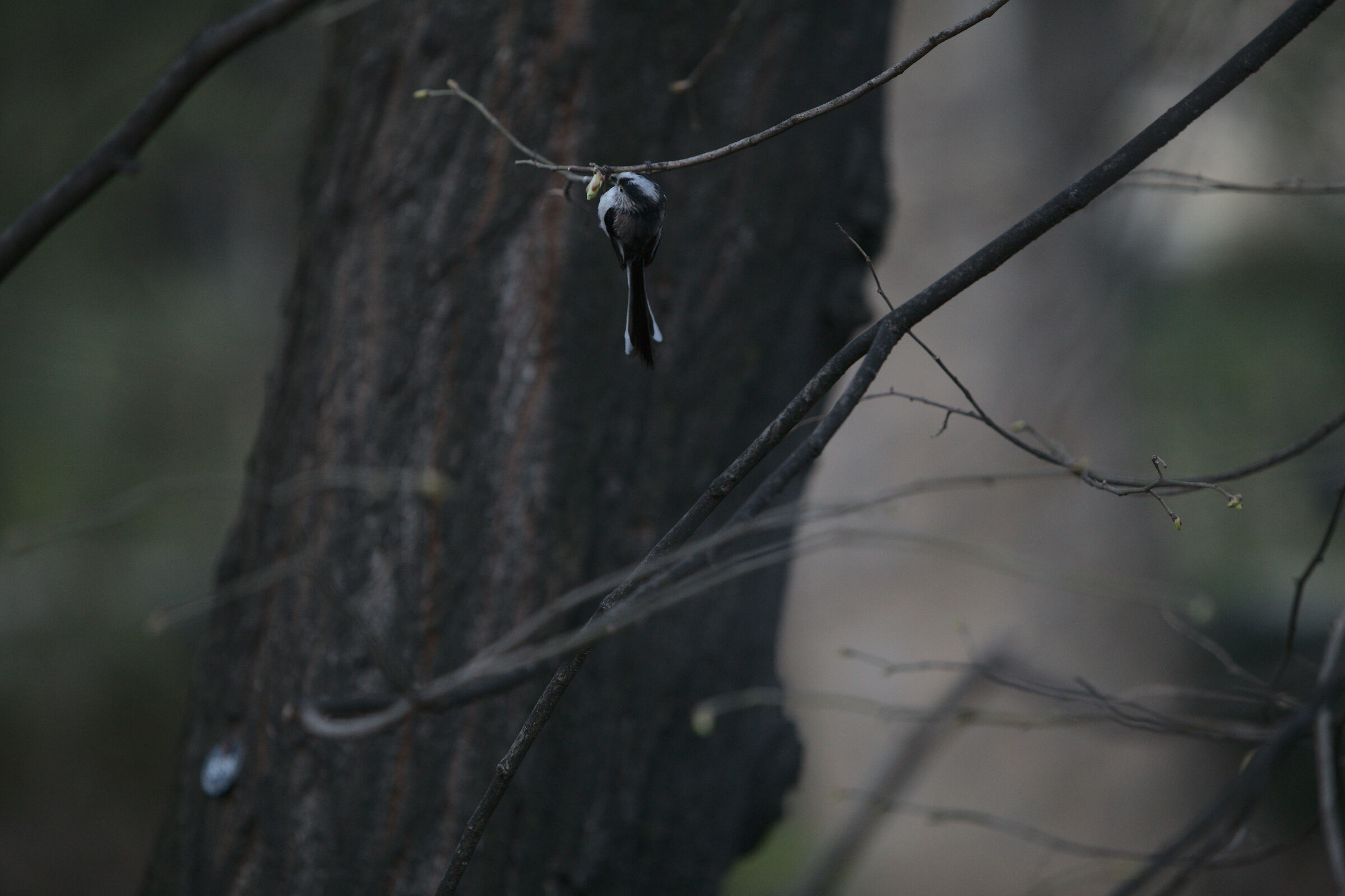 Codibug with tractions