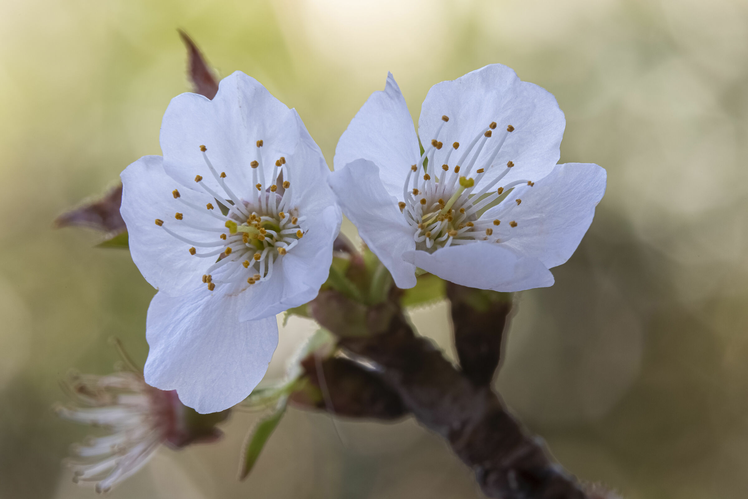Flowers and flowering