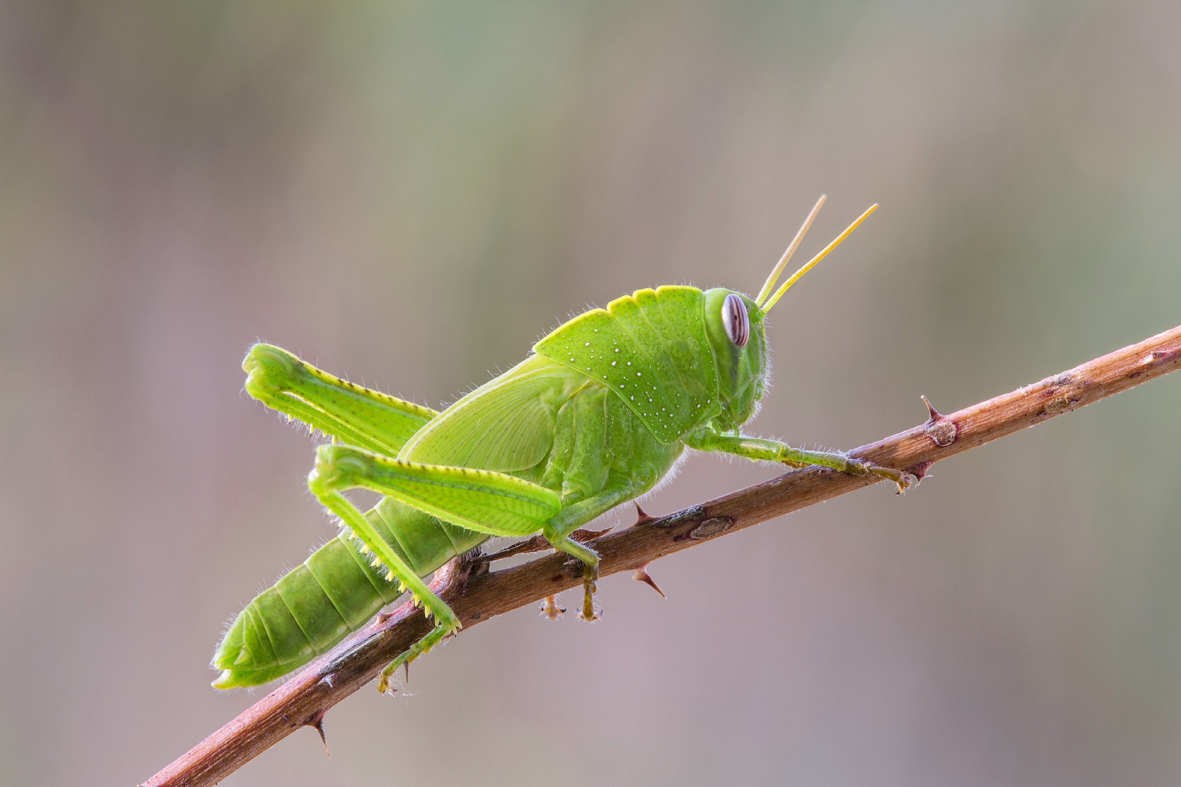 anacridium aegyptium