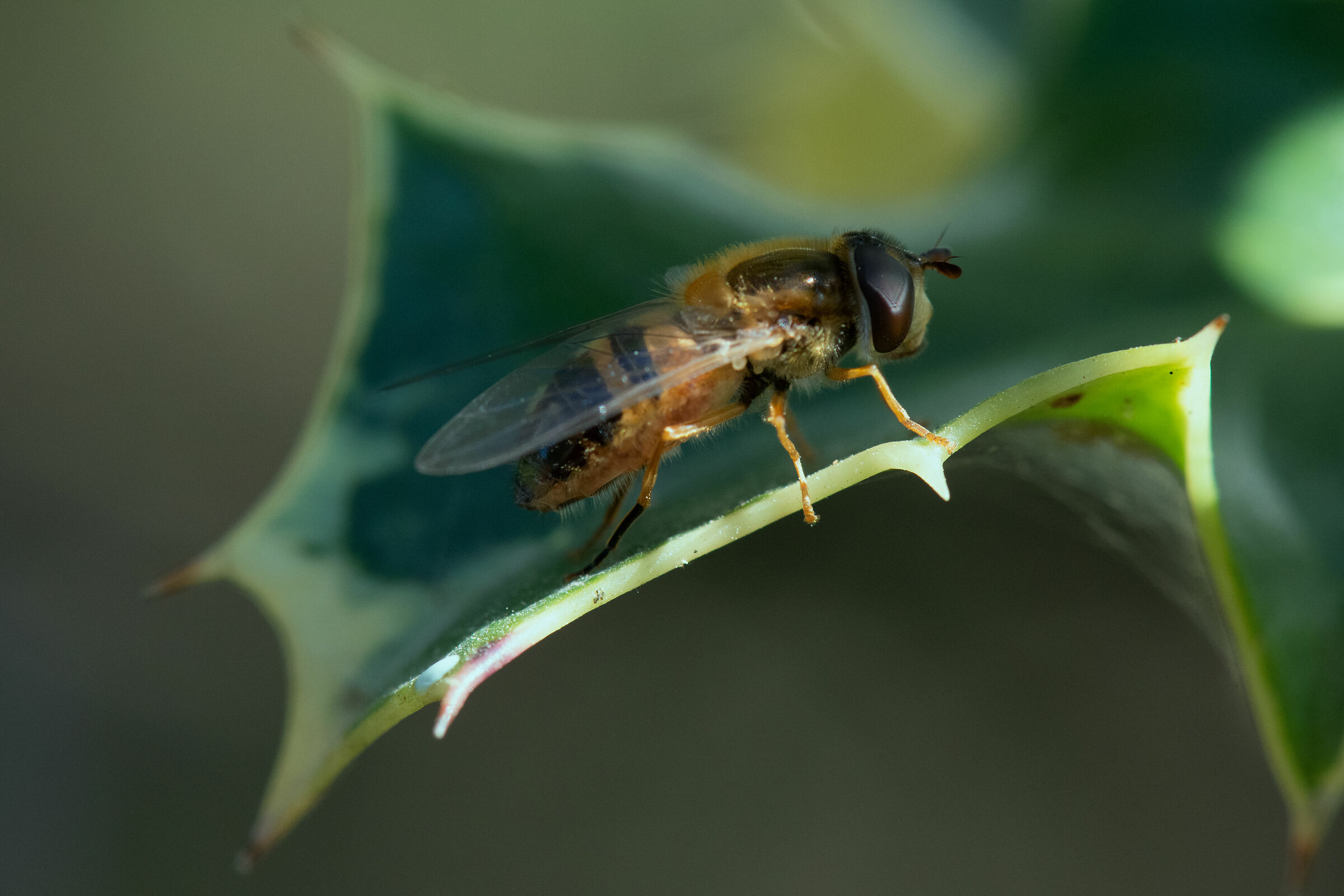 to bee or not to bee