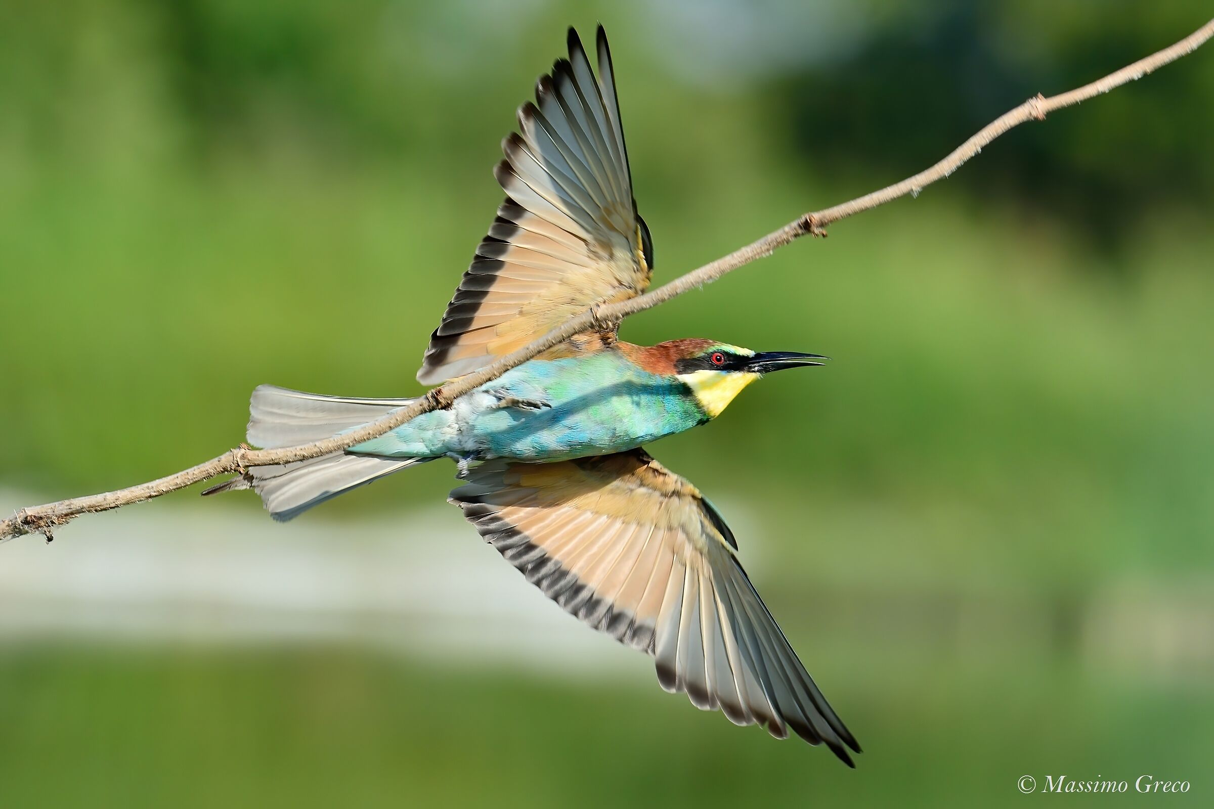 Gruccione (Merops apiaster)