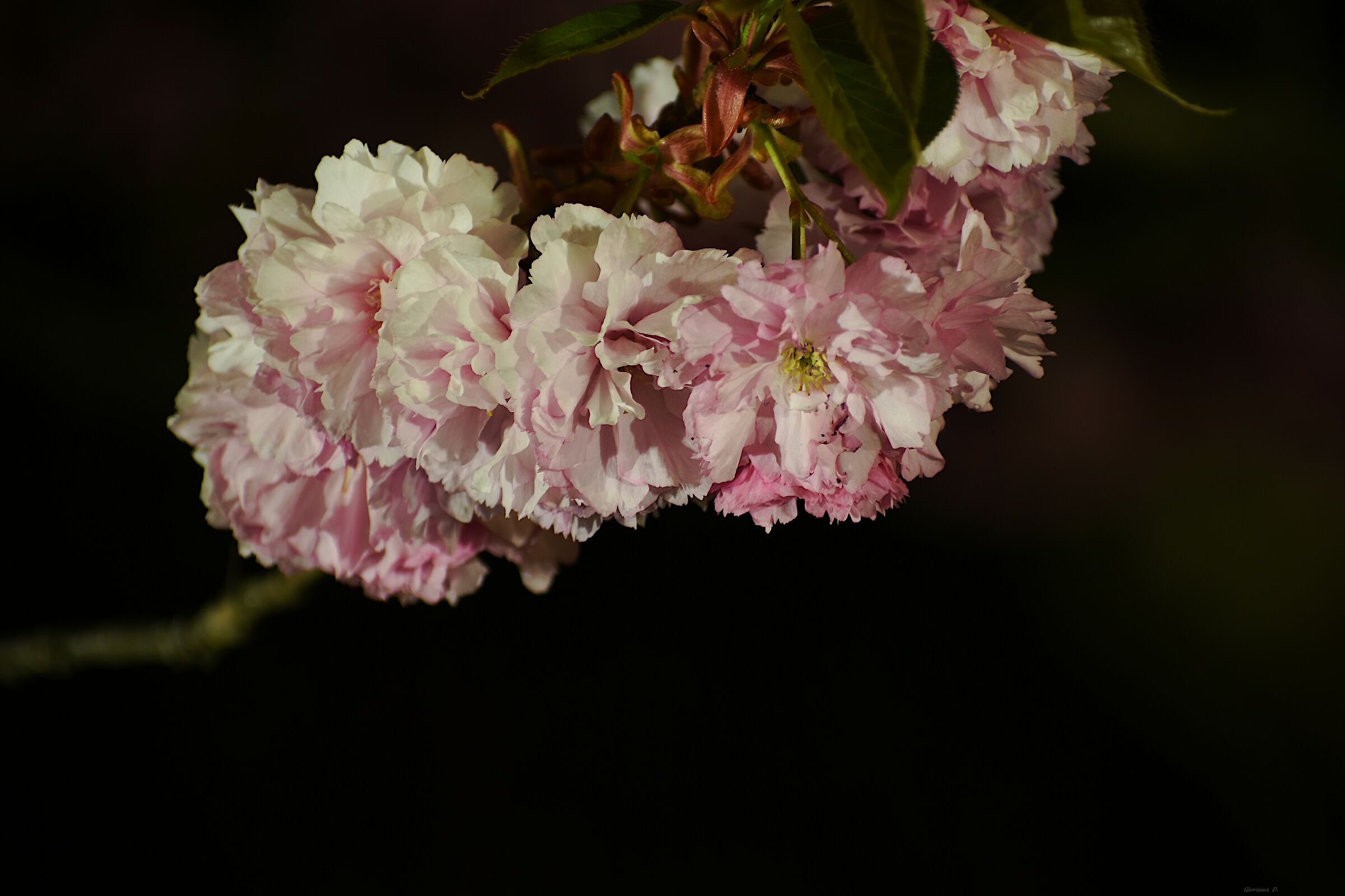 Fiore Primaverile, di notte