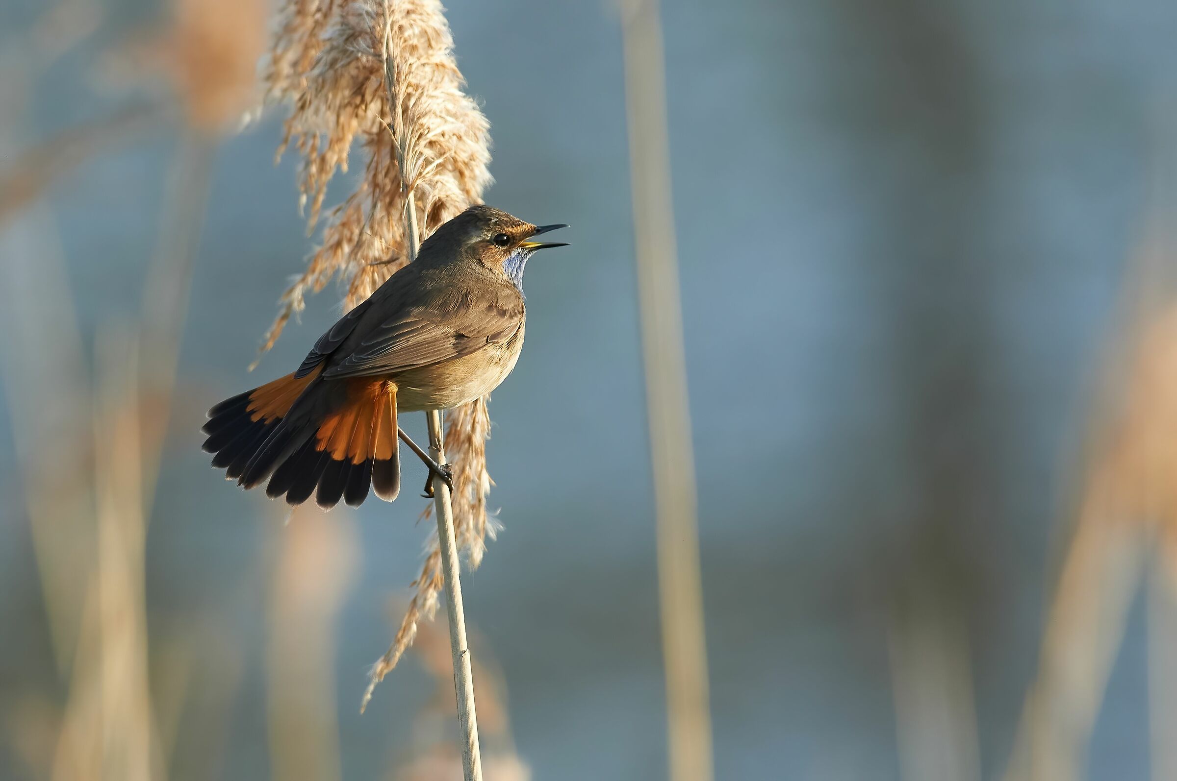 Bluethroat mattina presto
