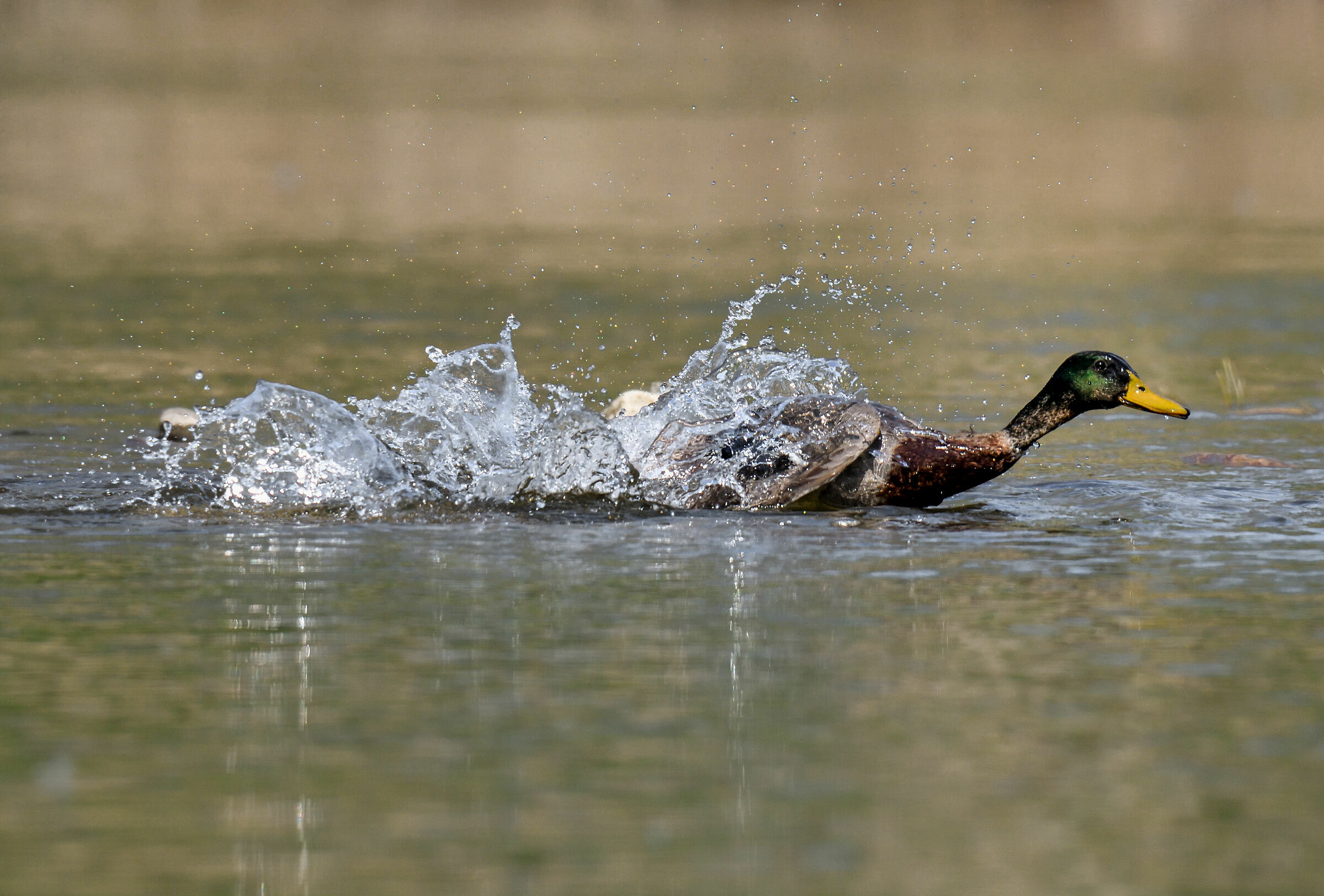 When you say, "Splash like a duck"