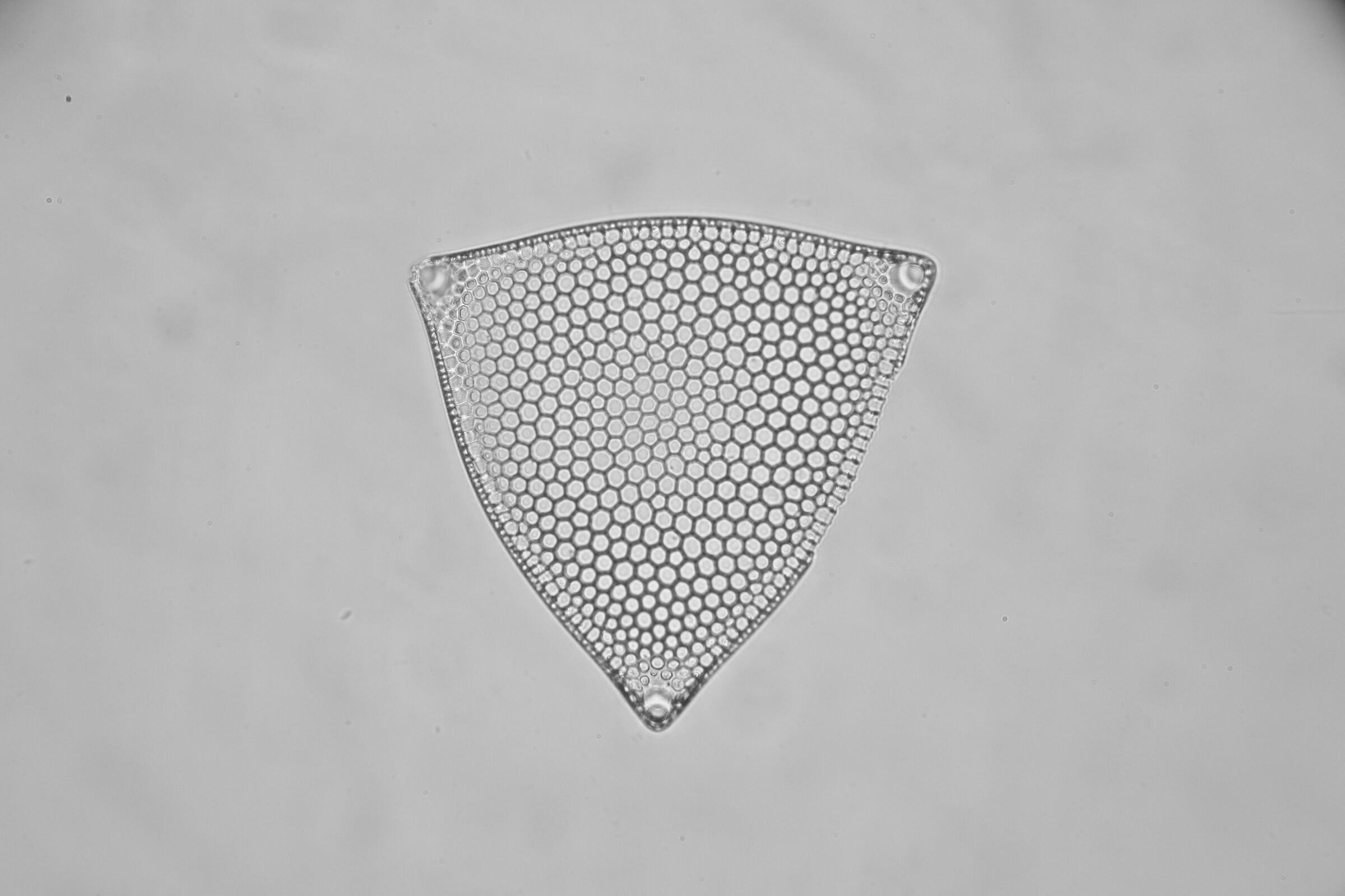 Triceratum in luce bianca. Zeiss Standard RA