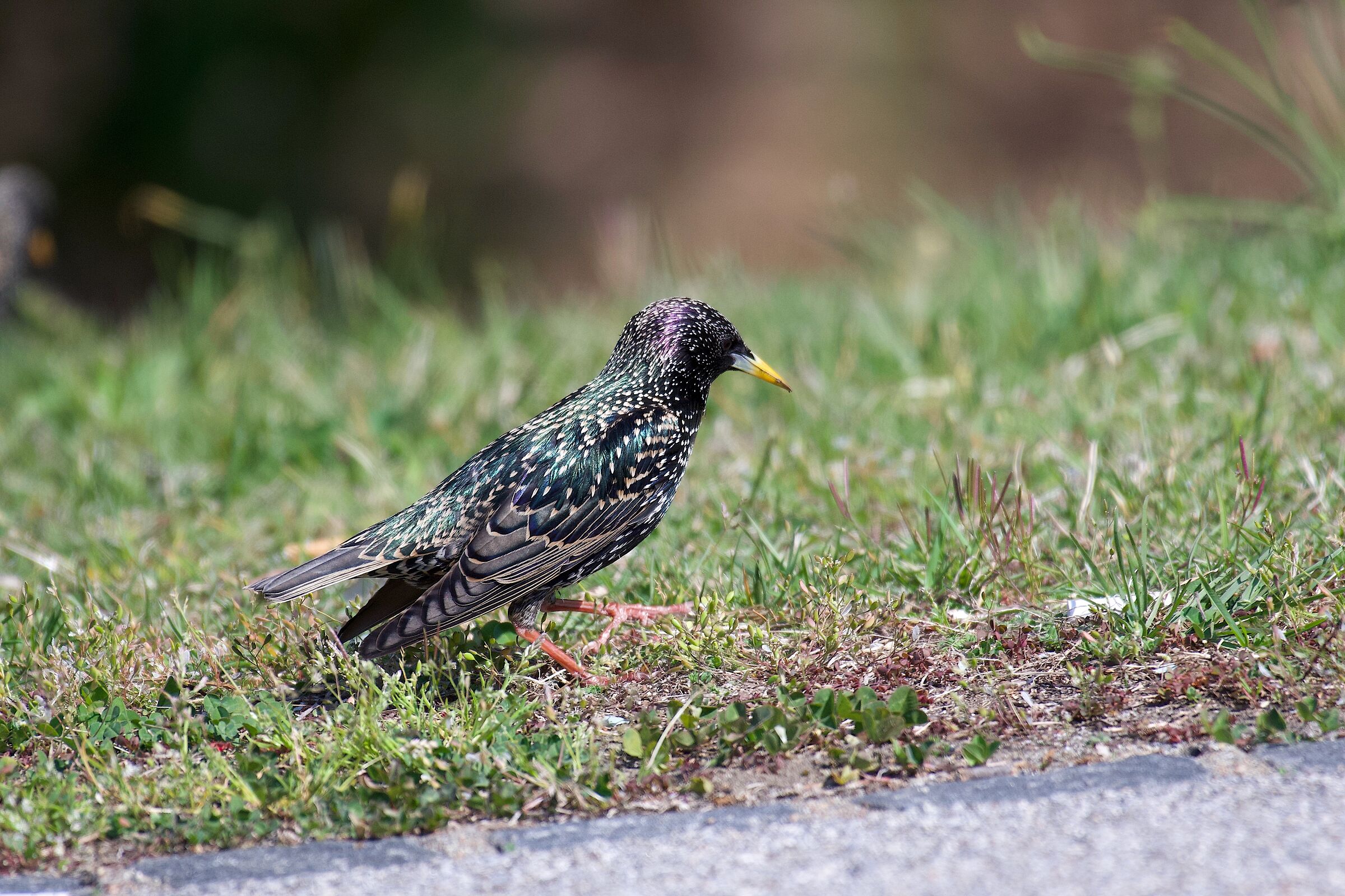 Oggi siamo " noi ".... i sordi