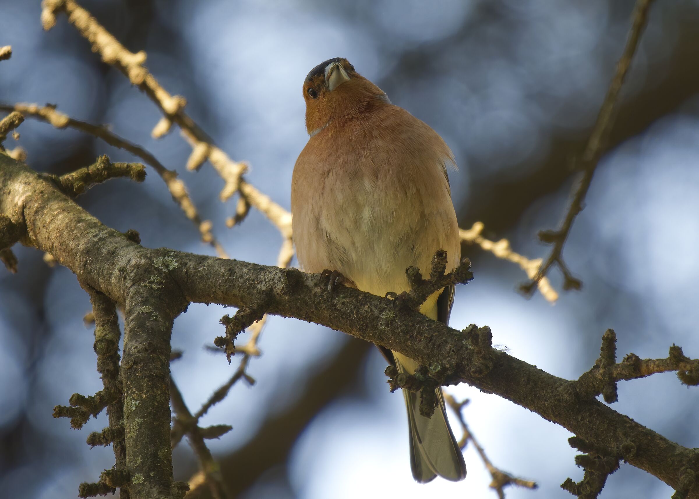 What are you doing at the window with the cannon in your han...